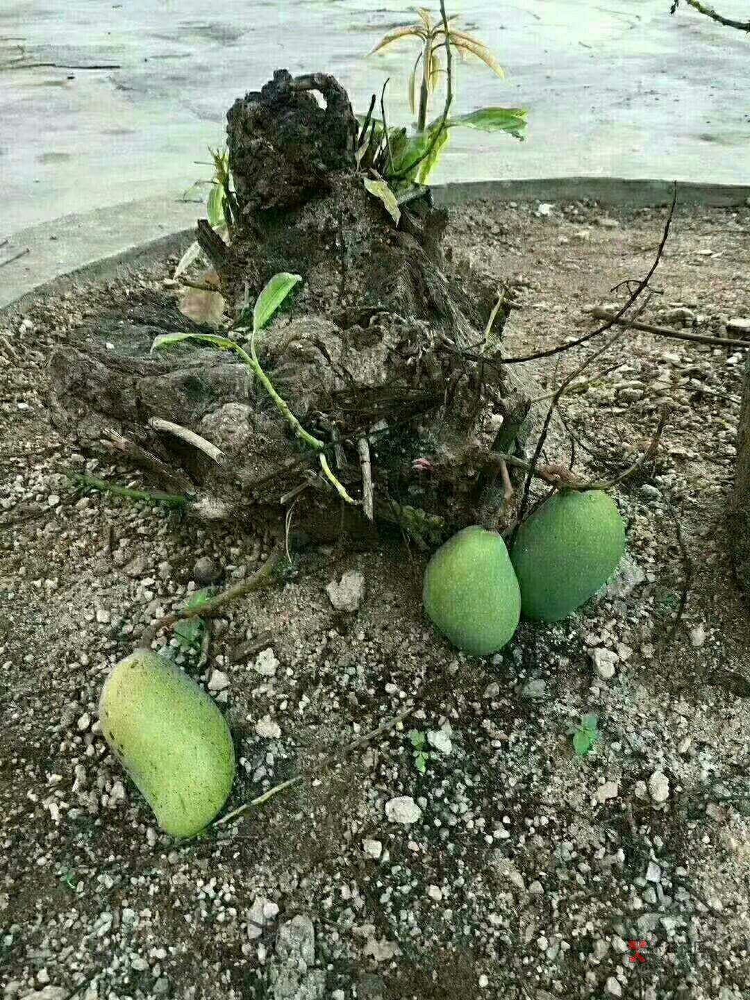 百万老哥们,牛奶跟面包都会有的,这棵芒果树坚