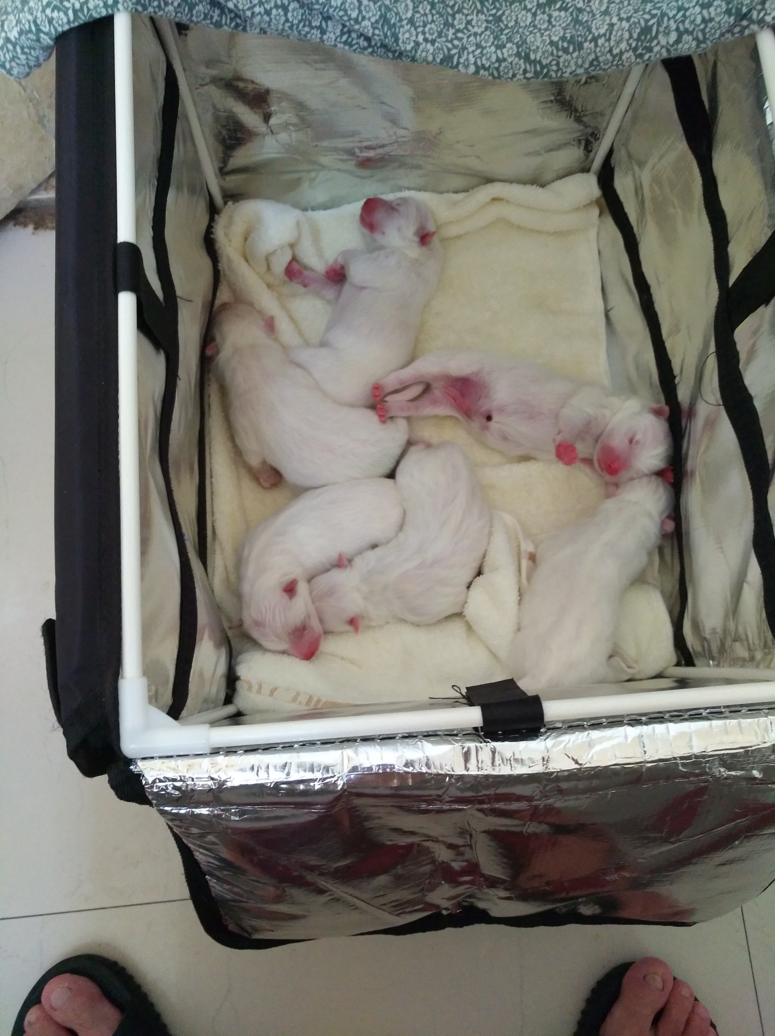 口子没撸下来萨摩耶狗狗生了从昨天晚上两点多开始到今天现在才忙完