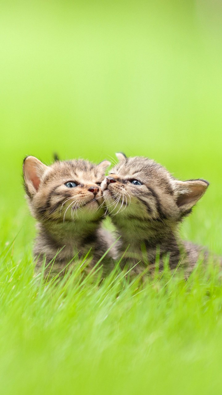 卡农人越来越少了你们可觉得是不是都上岸了 .每天都有上岸的 .