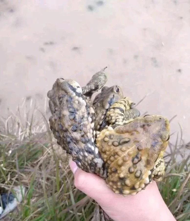 今天插秧抓到的牛蛙，哎呀妈呀，真今天插秧抓到的牛蛙，哎呀妈呀，真香。
吃60 / 作者:撸掉皮 / 