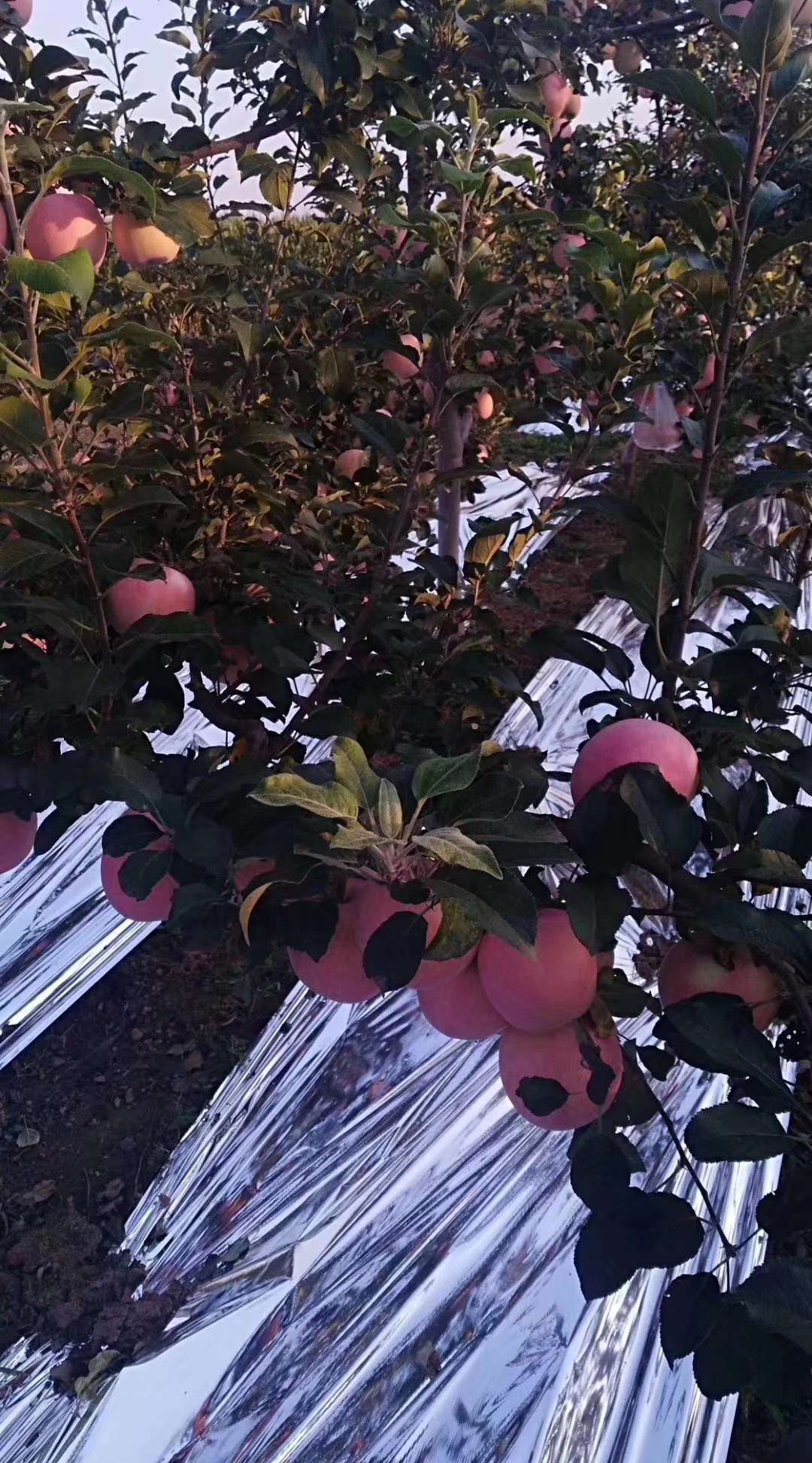 卖苹果了，支持支持穷人啊




34 / 作者:zof888 / 