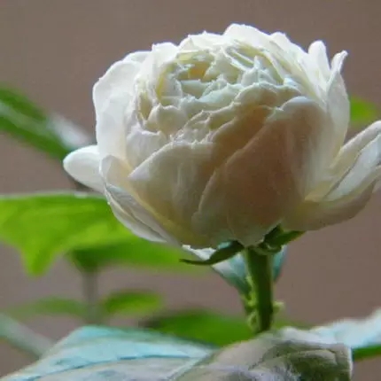 今天心情好，166楼，228楼芙蓉王，368楼中华

20 / 作者:姑娘你好美 / 