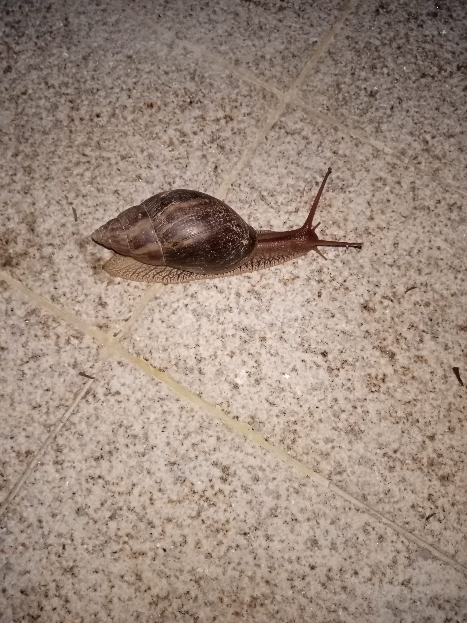 今天做事情的小区看到的说是非洲蜗牛说一到晚比这个更大的都有貌似