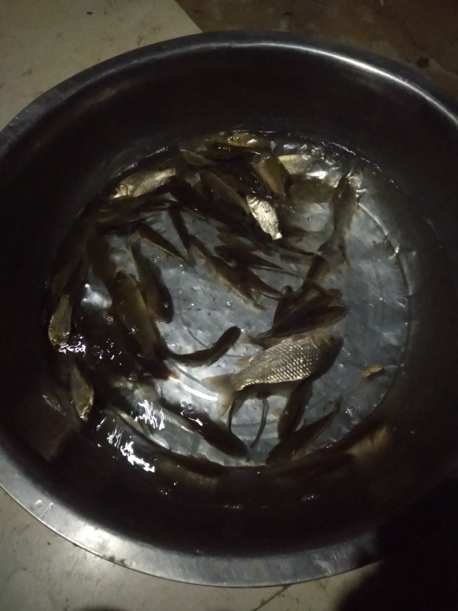 大吉大利晚上吃鱼,刚抓的