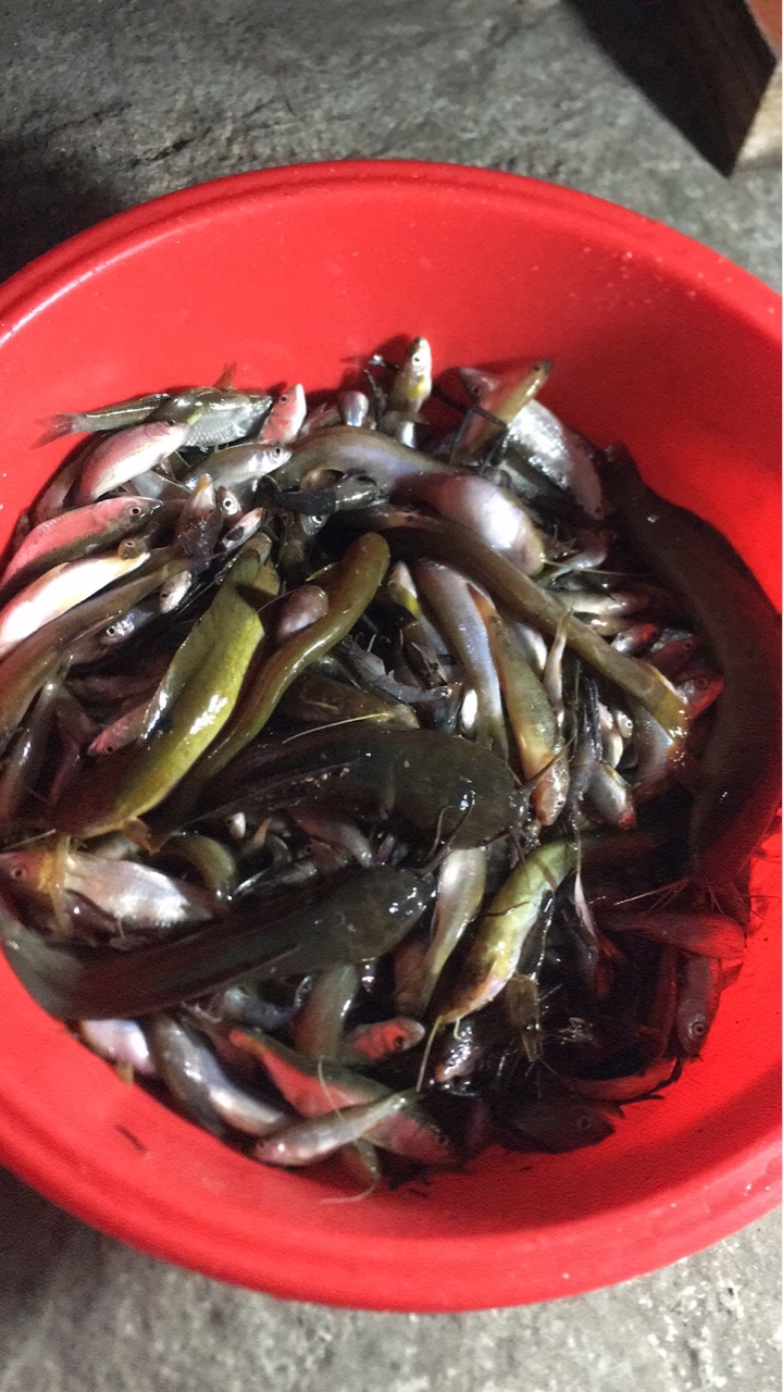 没钱买肉只能搞点小鱼来吃


65 / 作者:老棍探新鲍 / 