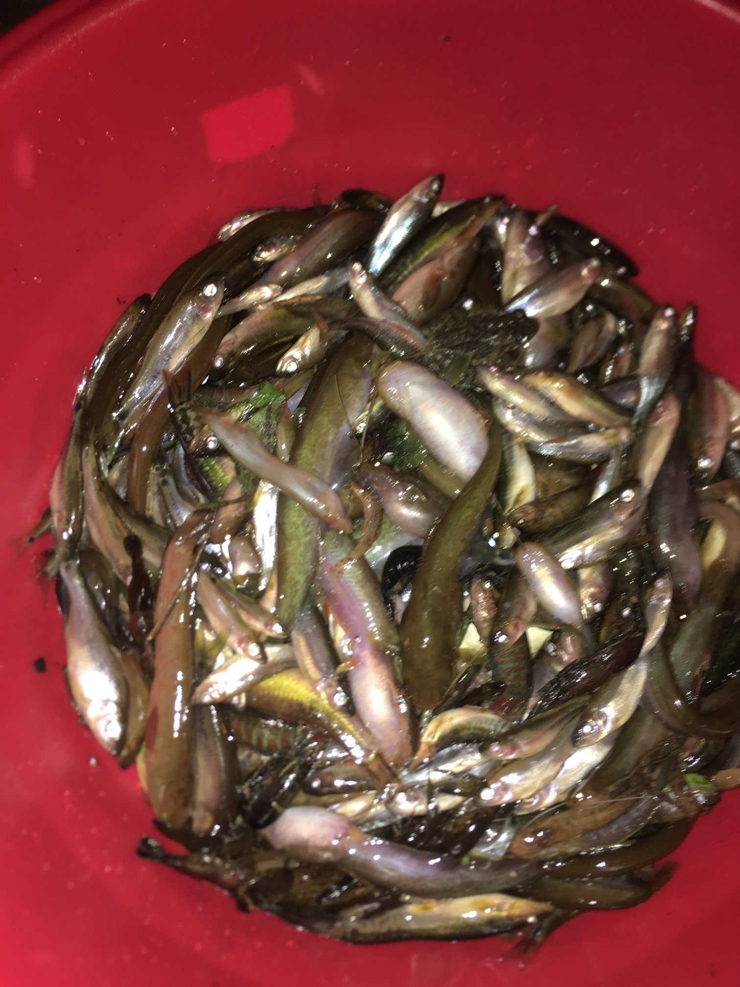 没钱买肉只能搞点小鱼来吃


57 / 作者:老棍探新鲍 / 