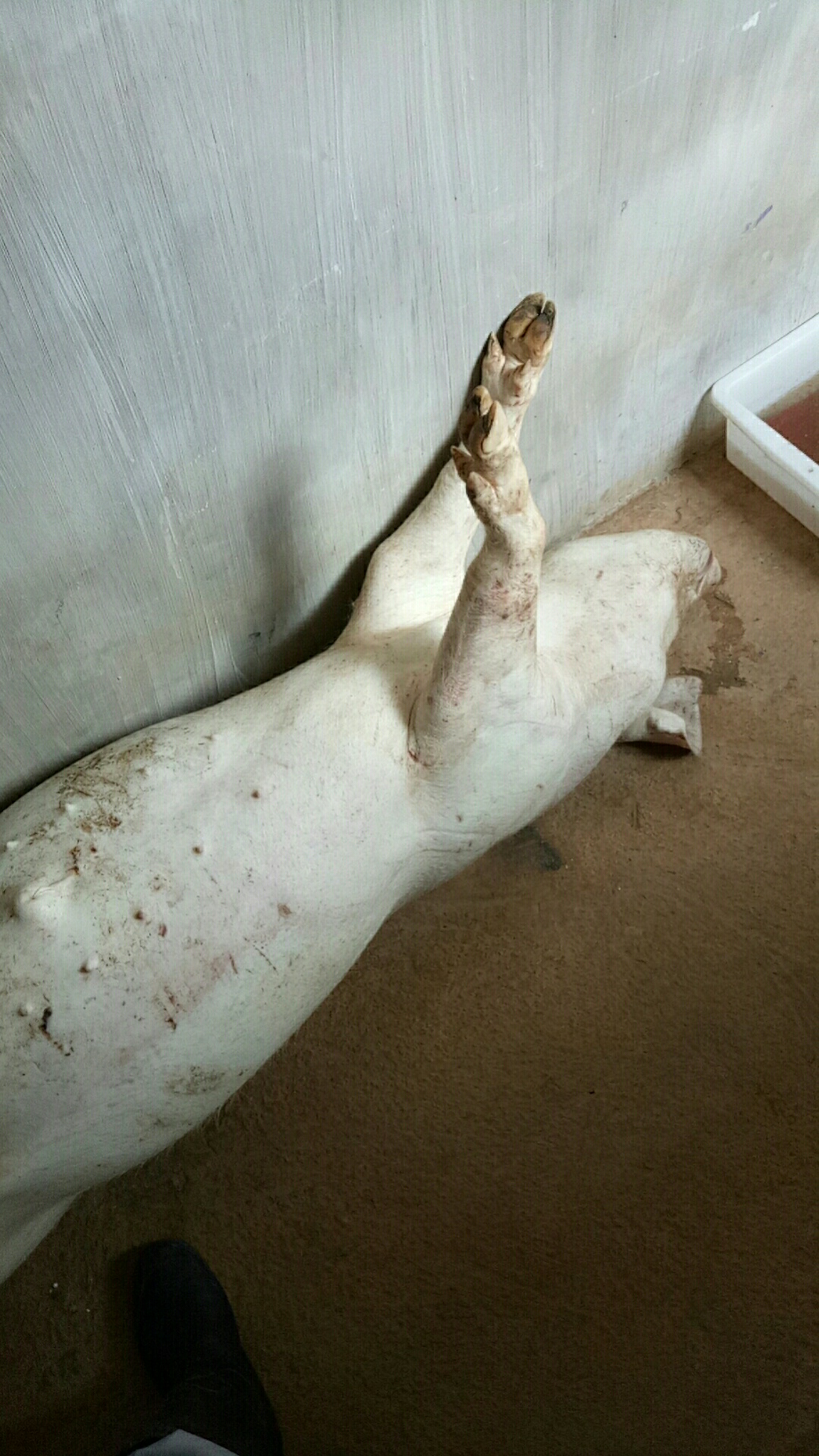 老板又亏几千

19 / 作者:往寂 / 