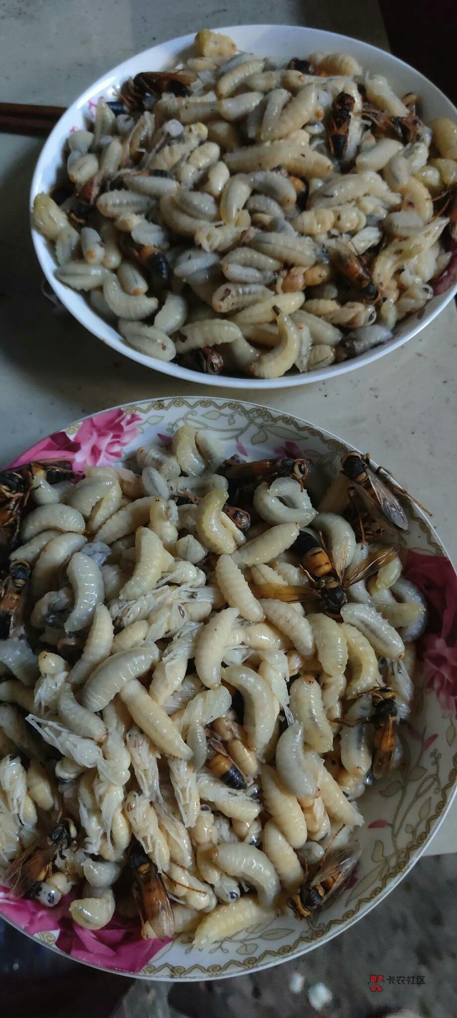 老规矩老哥们先吃

91 / 作者:初见@qq.com / 