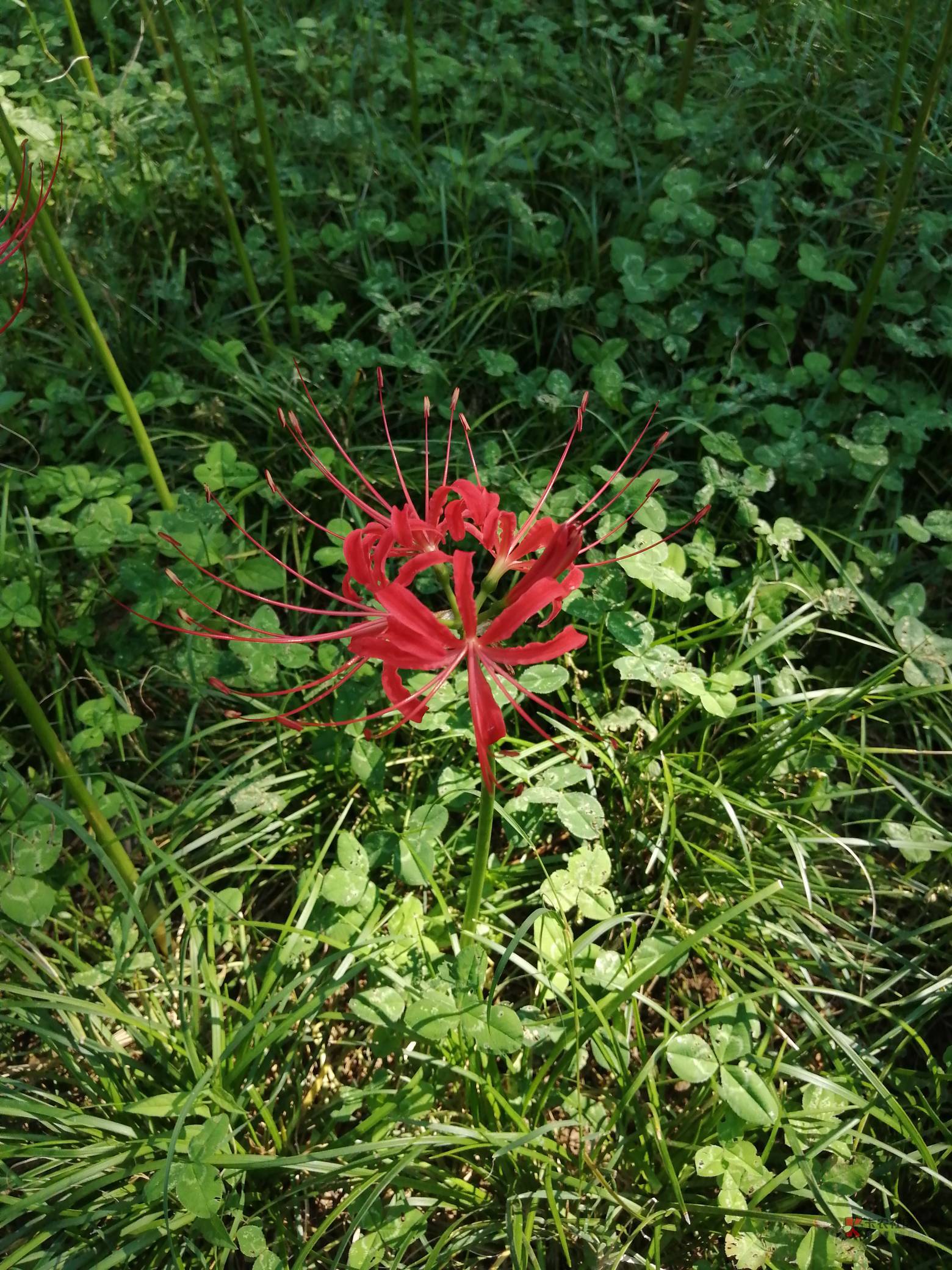 兄弟们的浦发菜卡都是咋申请的，会回访单位电话么，都问啥

15 / 作者:不黑不白。。 / 