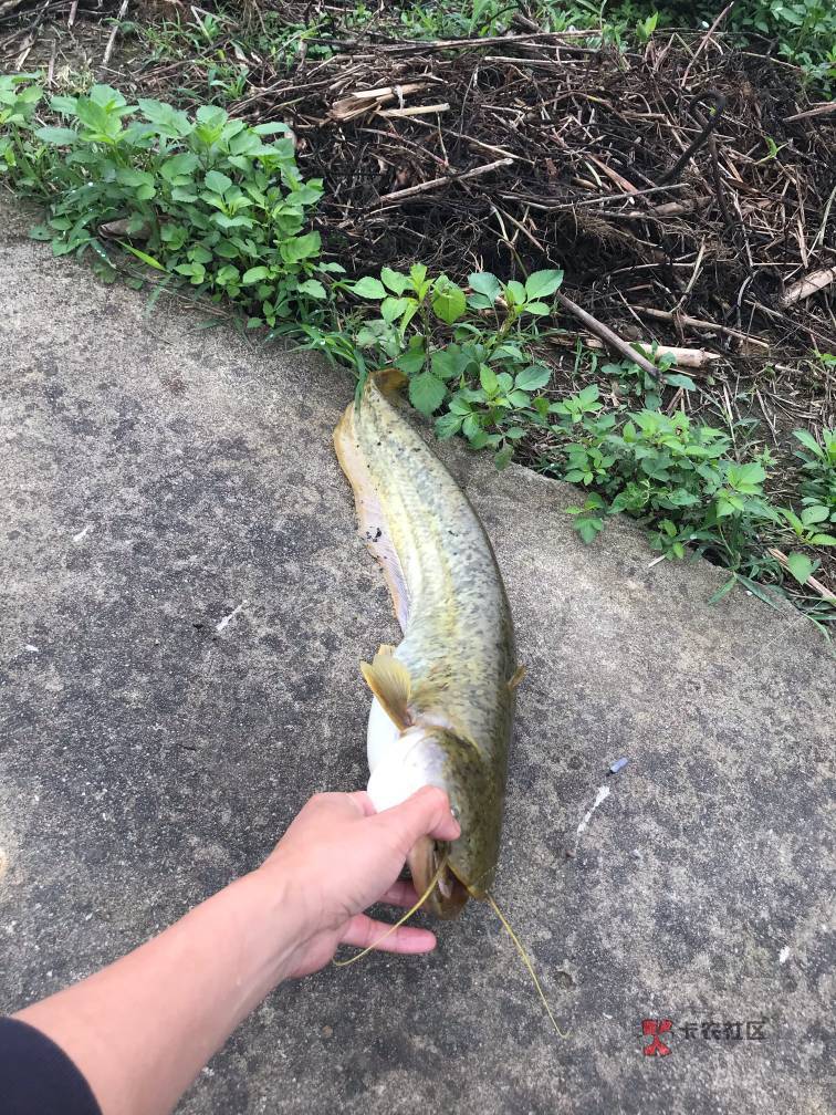 农行三月缴费合集如下
1、安徽
合肥物业58.8(白马商业经营)
97 / 作者:回忆如烟烟如梦 / 农行三月缴费合集如下
1、安徽
合肥物业58.8(白马商业经营)
97 / 作者:回忆如烟烟如梦 /