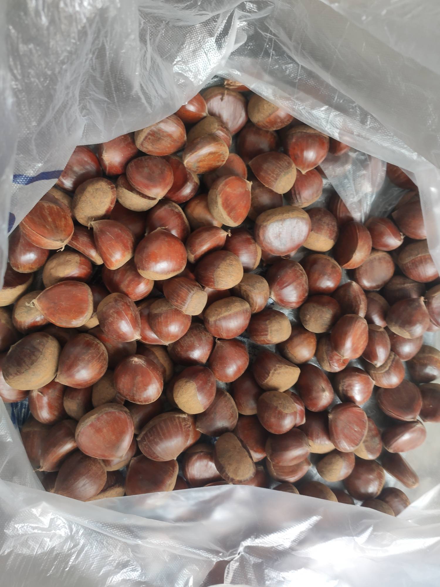 永辉超市这5斤栗子是真的给力啊，一分不差，正好5斤  就是个头挺大的，能做那个糖炒栗45 / 作者:是夜瞳呀 / 