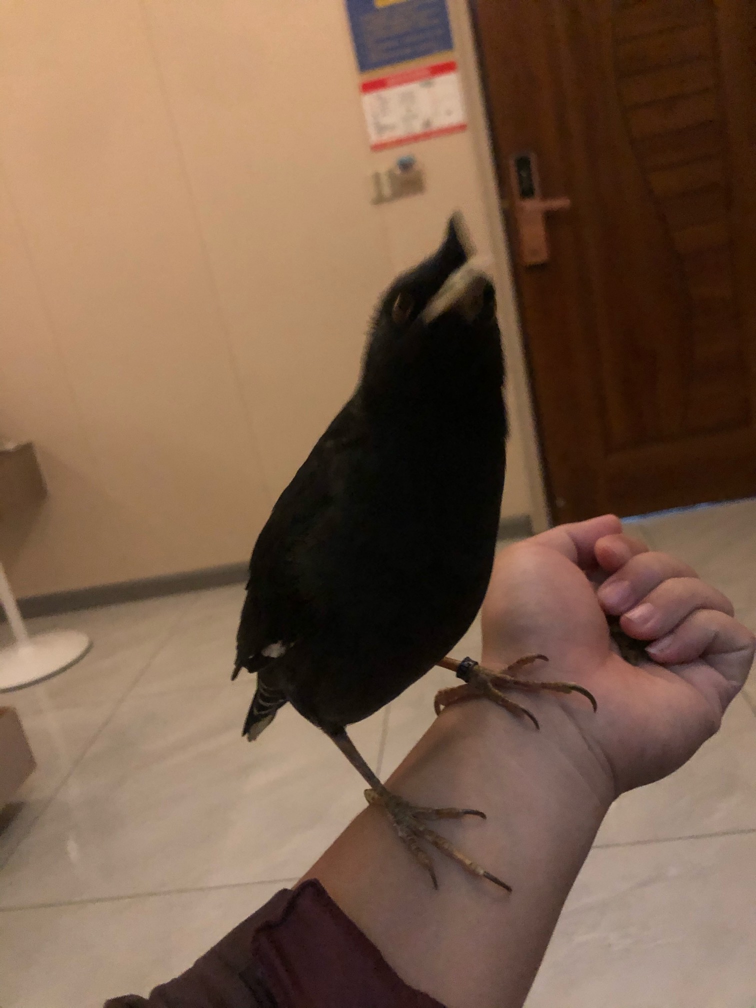 鸟友们，早上好






62 / 作者:少年不回头 / 