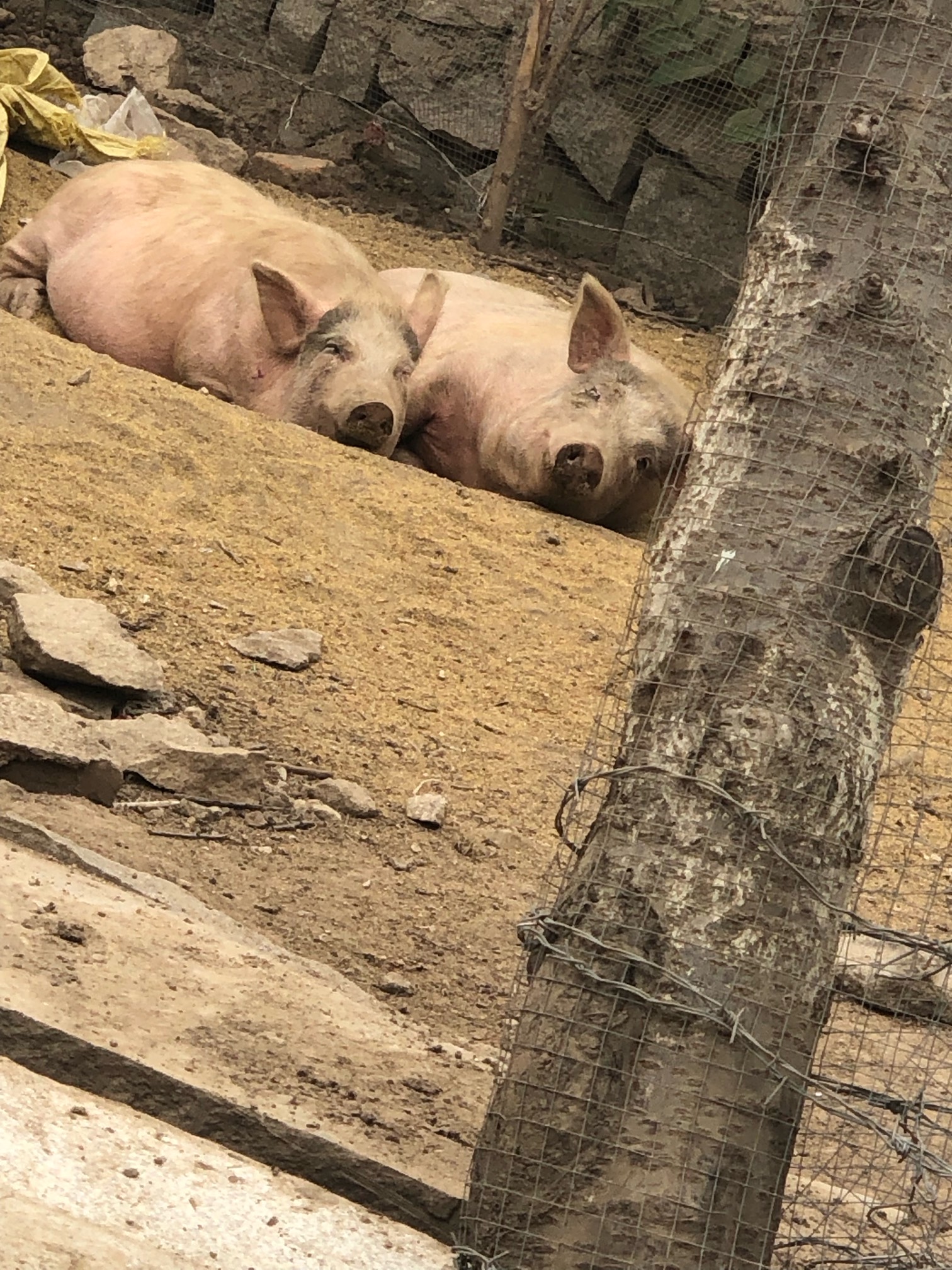 各位小哥哥小j姐。我想问一下我在网上买了一张号卡的问题？     是个随机号码的电信星95 / 作者:制裁搞黄 / 
