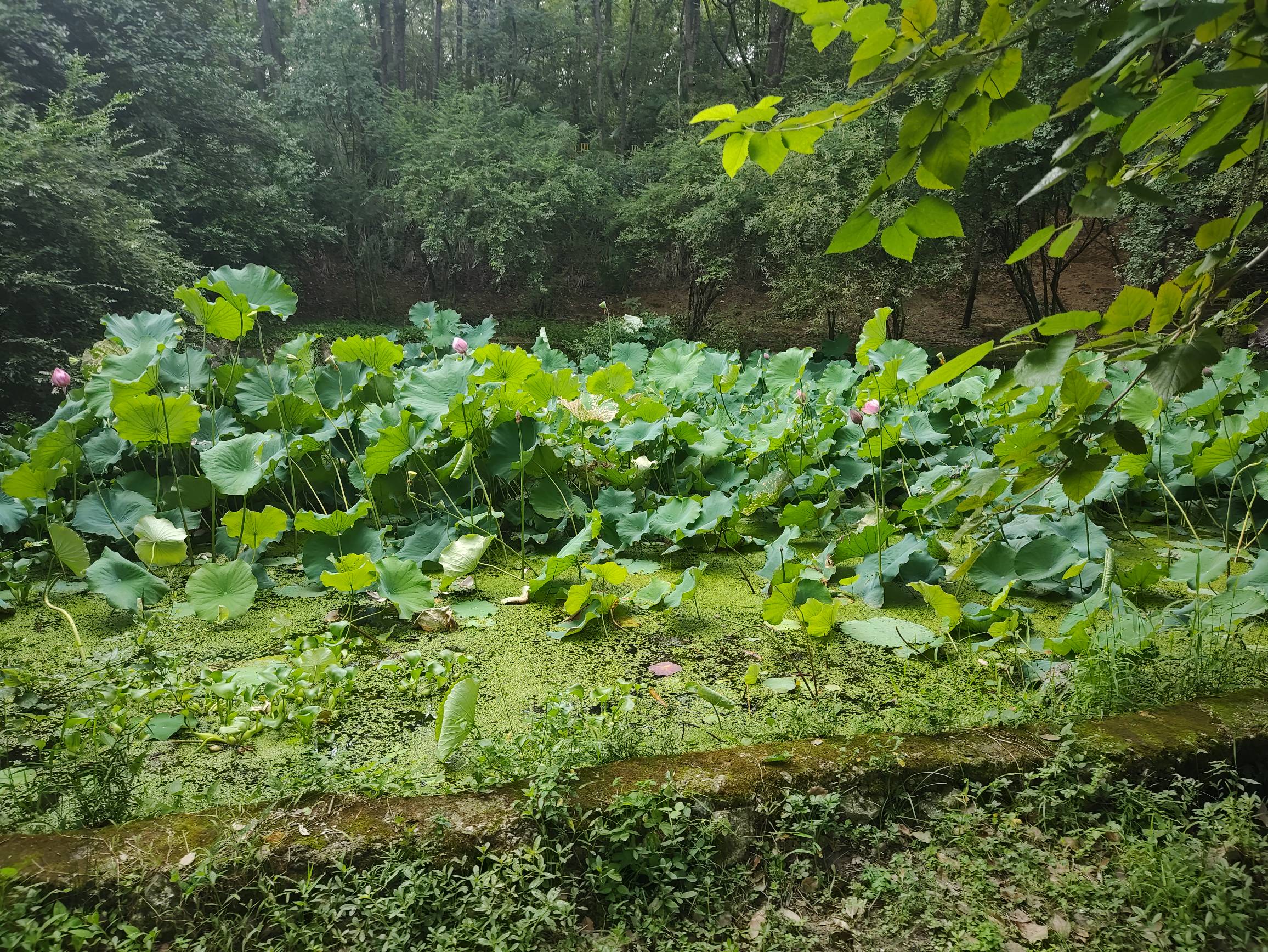 睡不着啊，抽五个猪脚饭，吃不上饭的那种随机抽

21 / 作者:红菜苔 / 