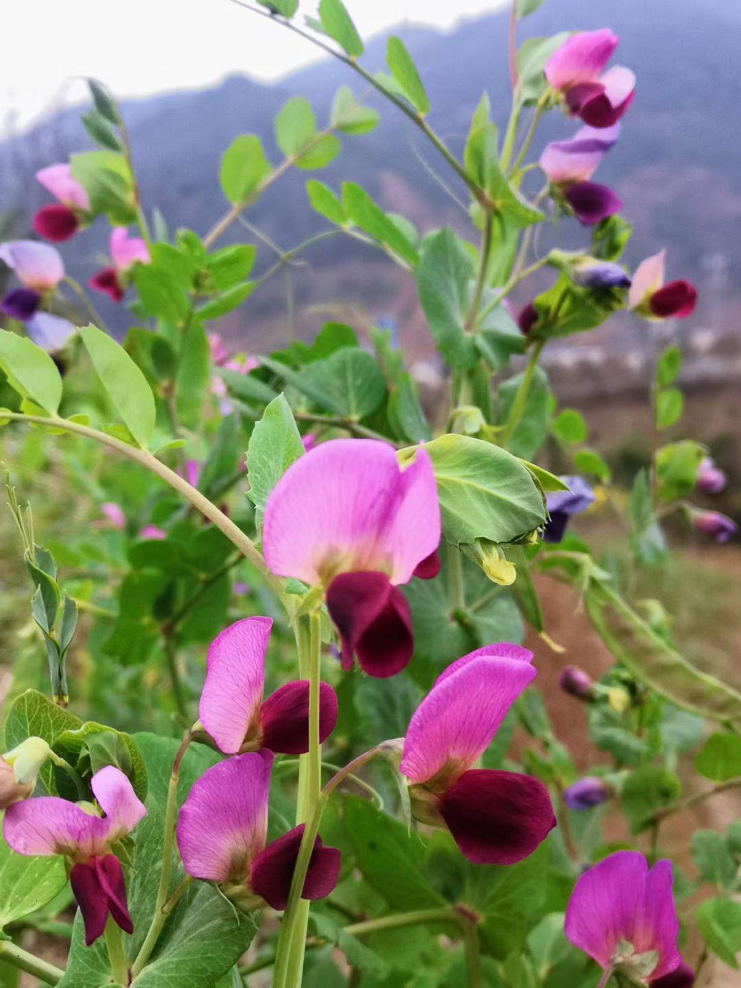 春来 花开 鸟语  花香





59 / 作者:不潇洒的潇洒哥 / 