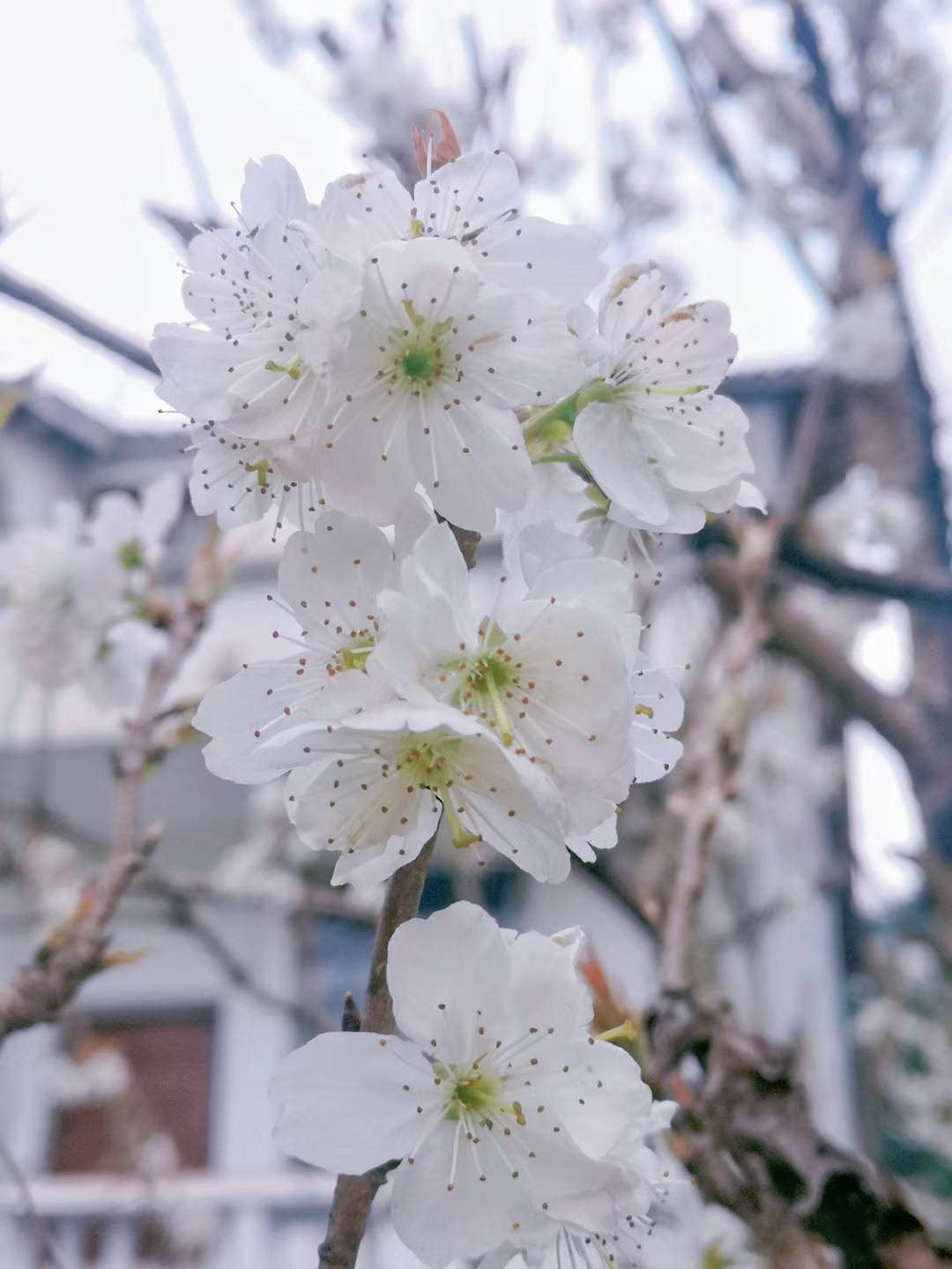 春来 花开 鸟语  花香





96 / 作者:不潇洒的潇洒哥 / 