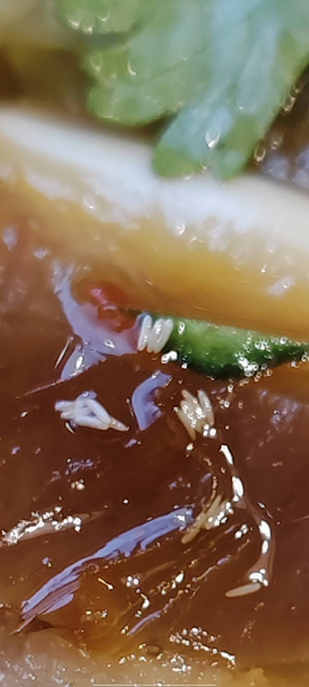 在外面吃饭吃到这个了，老哥们看看这是什么


97 / 作者:倥偬 / 