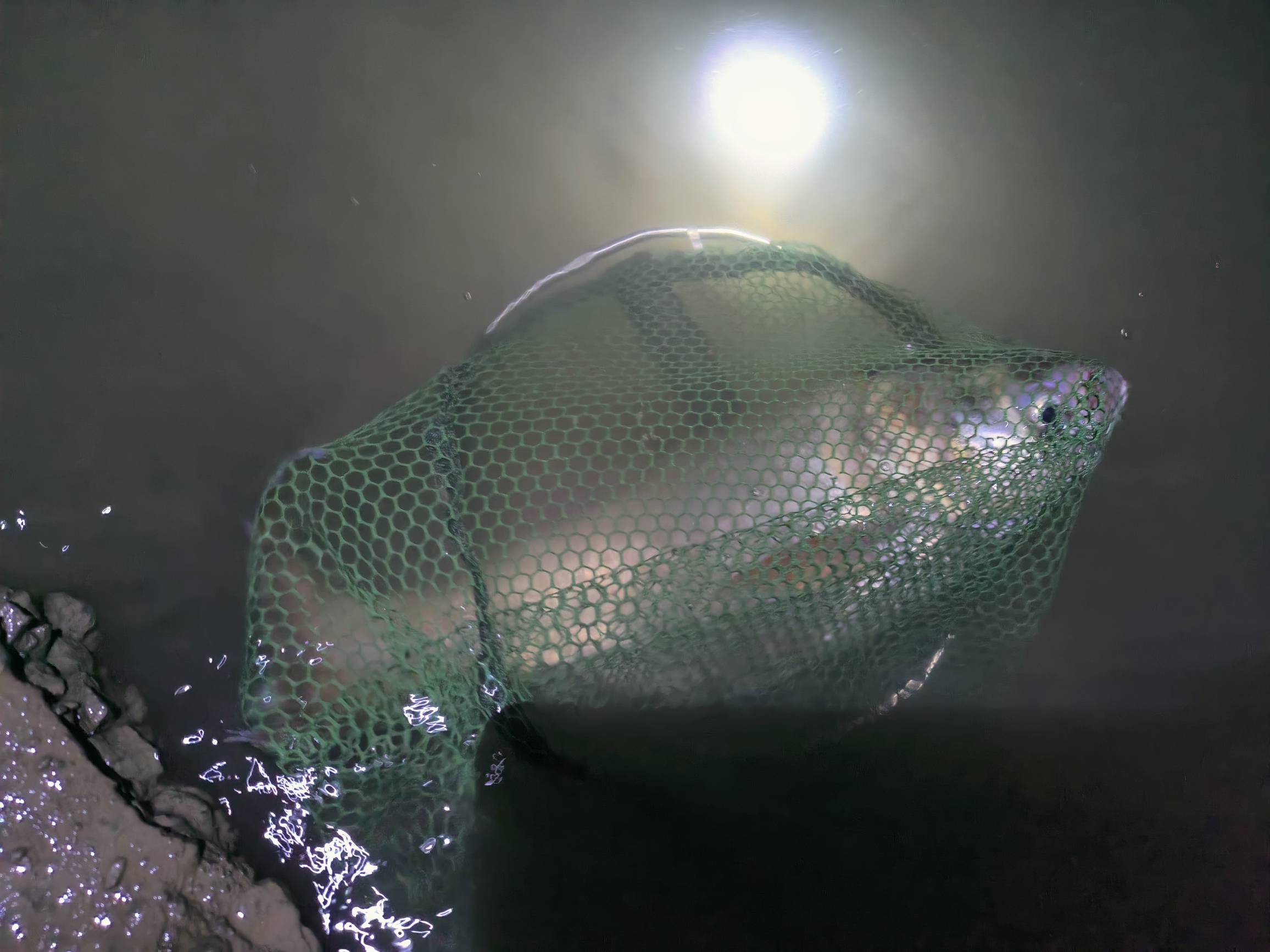 晚上夜钓,好上大头鱼