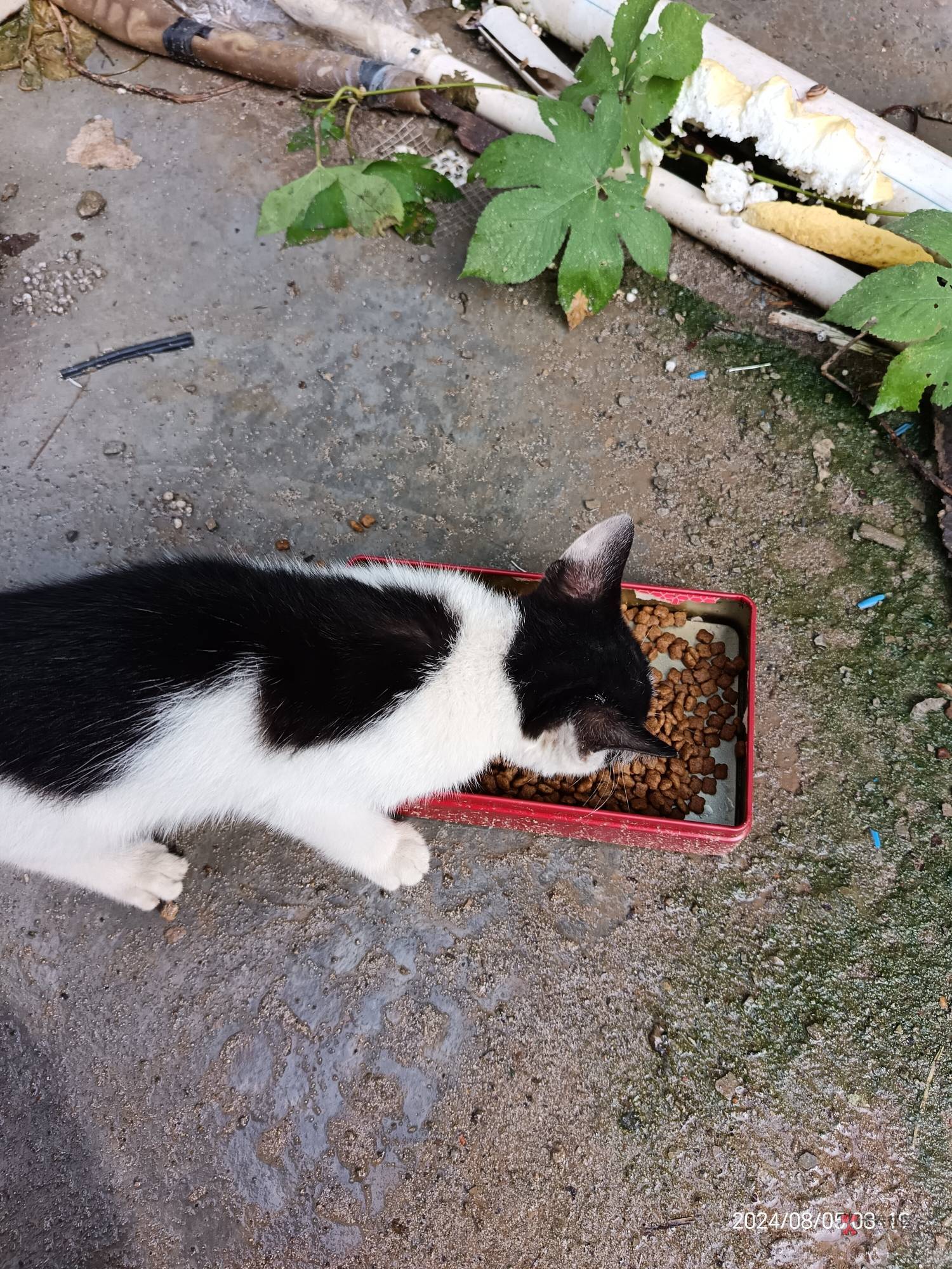 捡到小猫的第五天 昨天休班 今天猫粮安排上了 给了一纸杯 好像有点多了


0 / 作者:沉迷少妇 / 