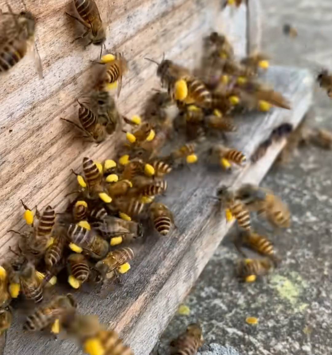 蜂蜜是啥出卡软件还是小程序老哥们 求告知
31 / 作者:打击过度 / 