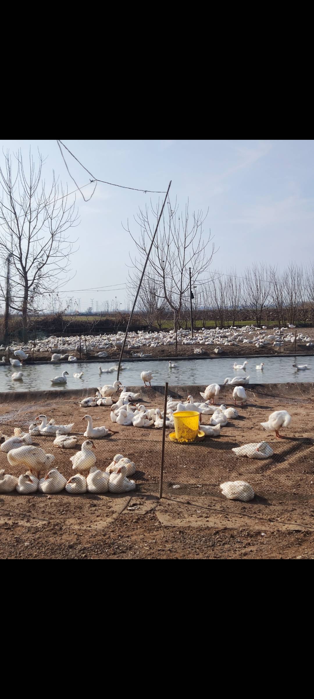 太凶残了，啃的一地都是碎片，什么死鹅残鹅全扔给它啃生肉，从来没吃过熟食，我家的猫1 / 作者:我天天赢 / 