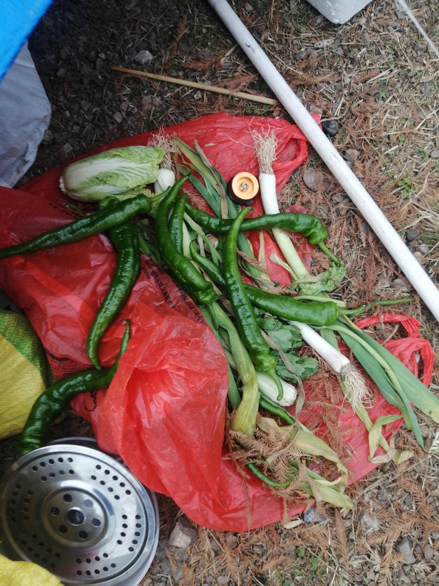 年前在野外生存的老哥现在咋样了？几年前带着帐篷去山里住一晚，没提前做好攻略，到当93 / 作者:卡农新来的 / 