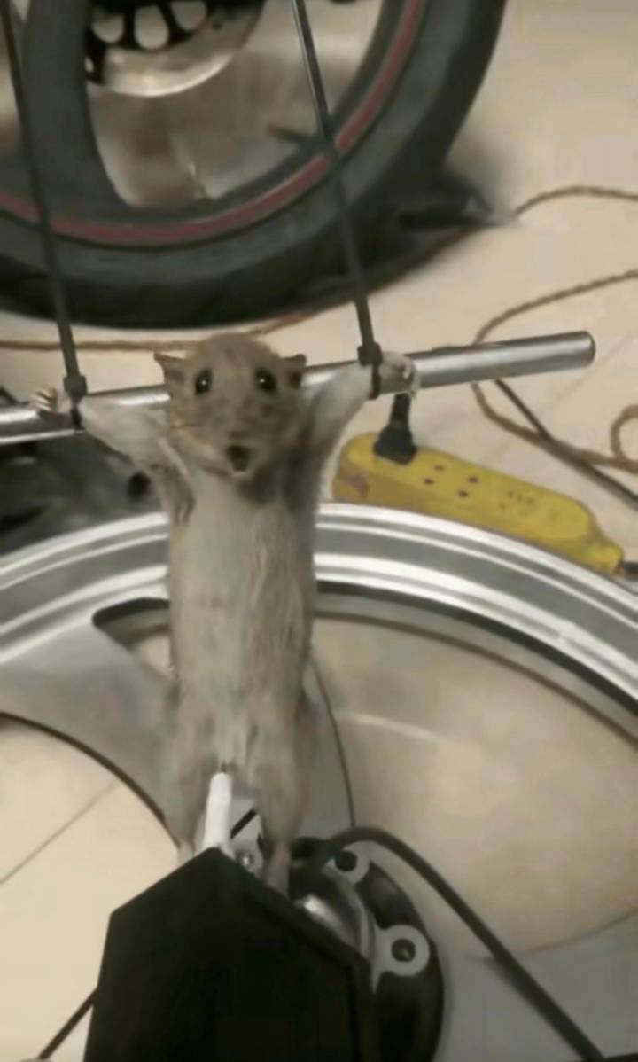 谁还有莲鼠电话，通知它起床申请毛了

19 / 作者:八十八的八 / 