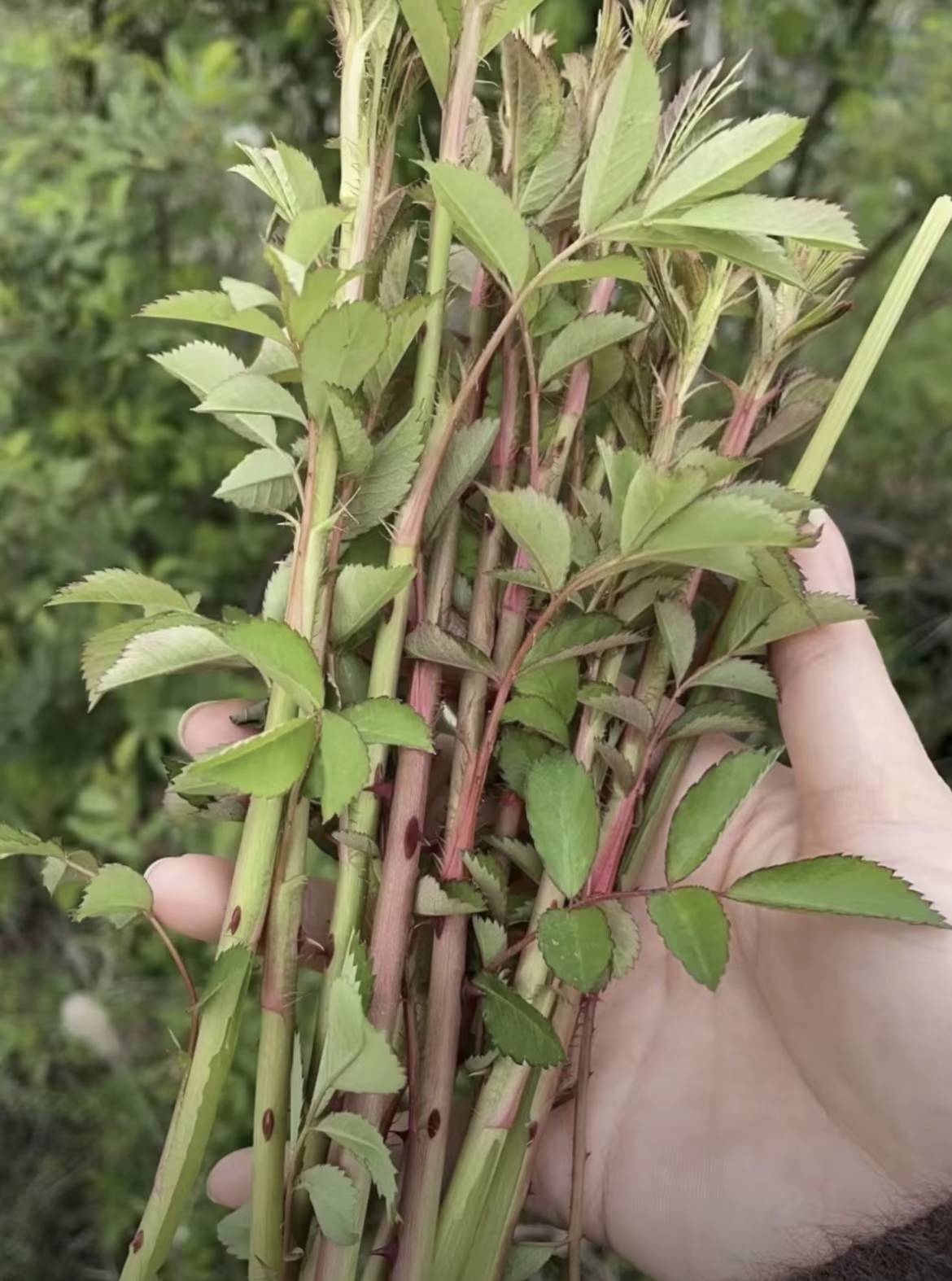 这种野菜你们吃过吗？和玫瑰一样。

19 / 作者:果然一道 / 
