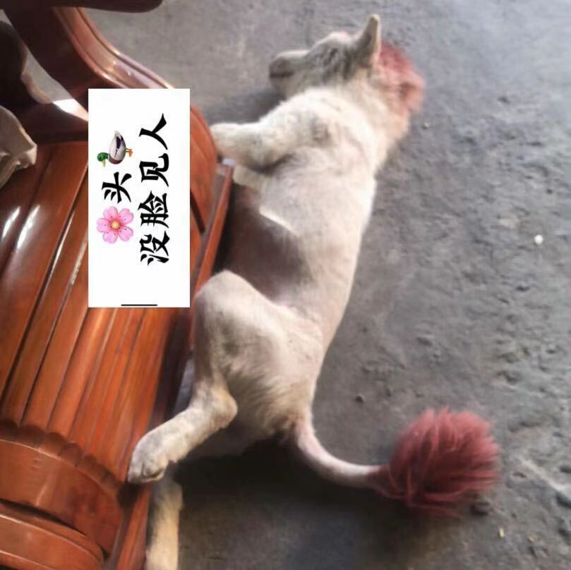 我广西胡汉三又回来了，上次被傻苟文迪给举报了


28 / 作者:水多多1 / 