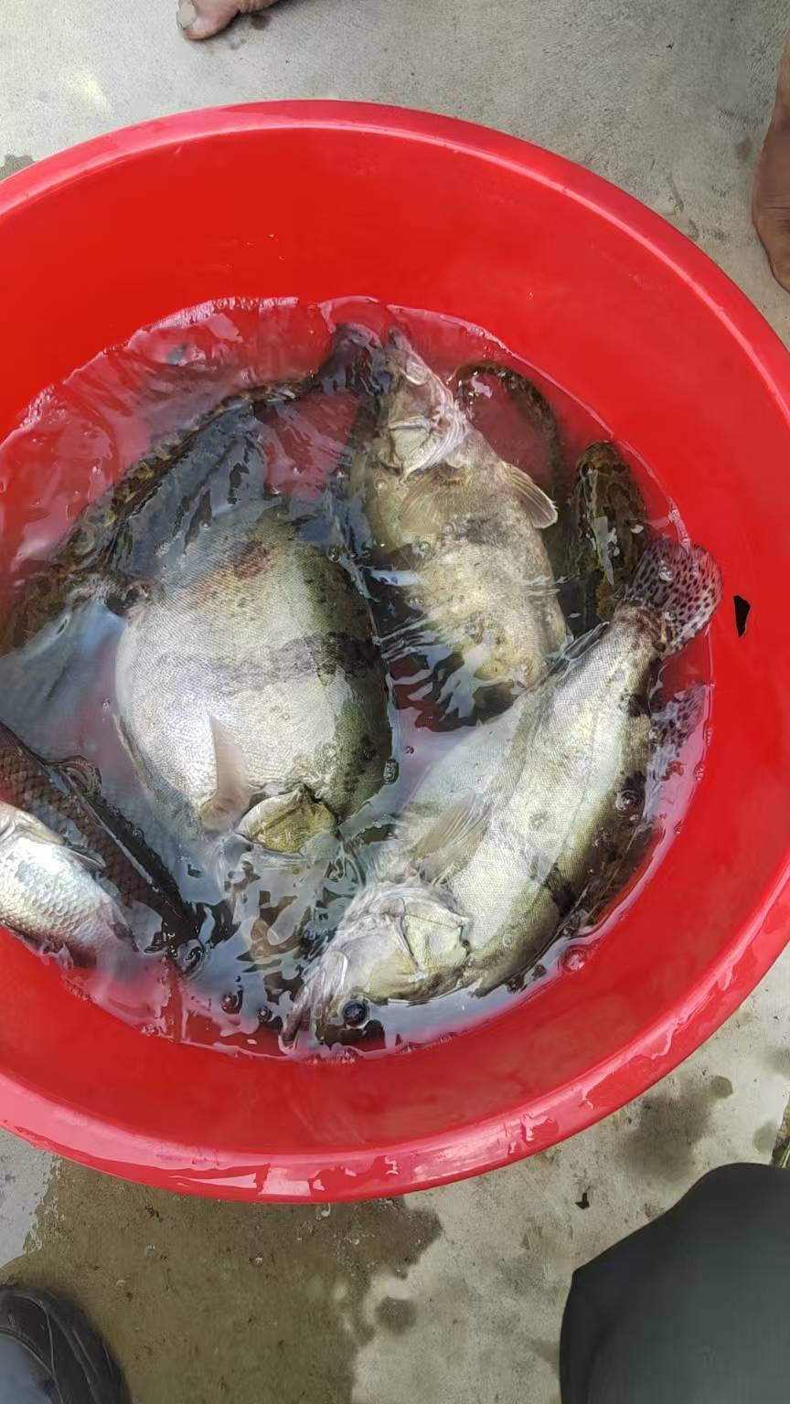 老哥们，两年多没鲁毛了，现在都不熟练了，只能搞刷视频的毛和交易所的毛，心好累，在5 / 作者:最终幻想克劳德 / 