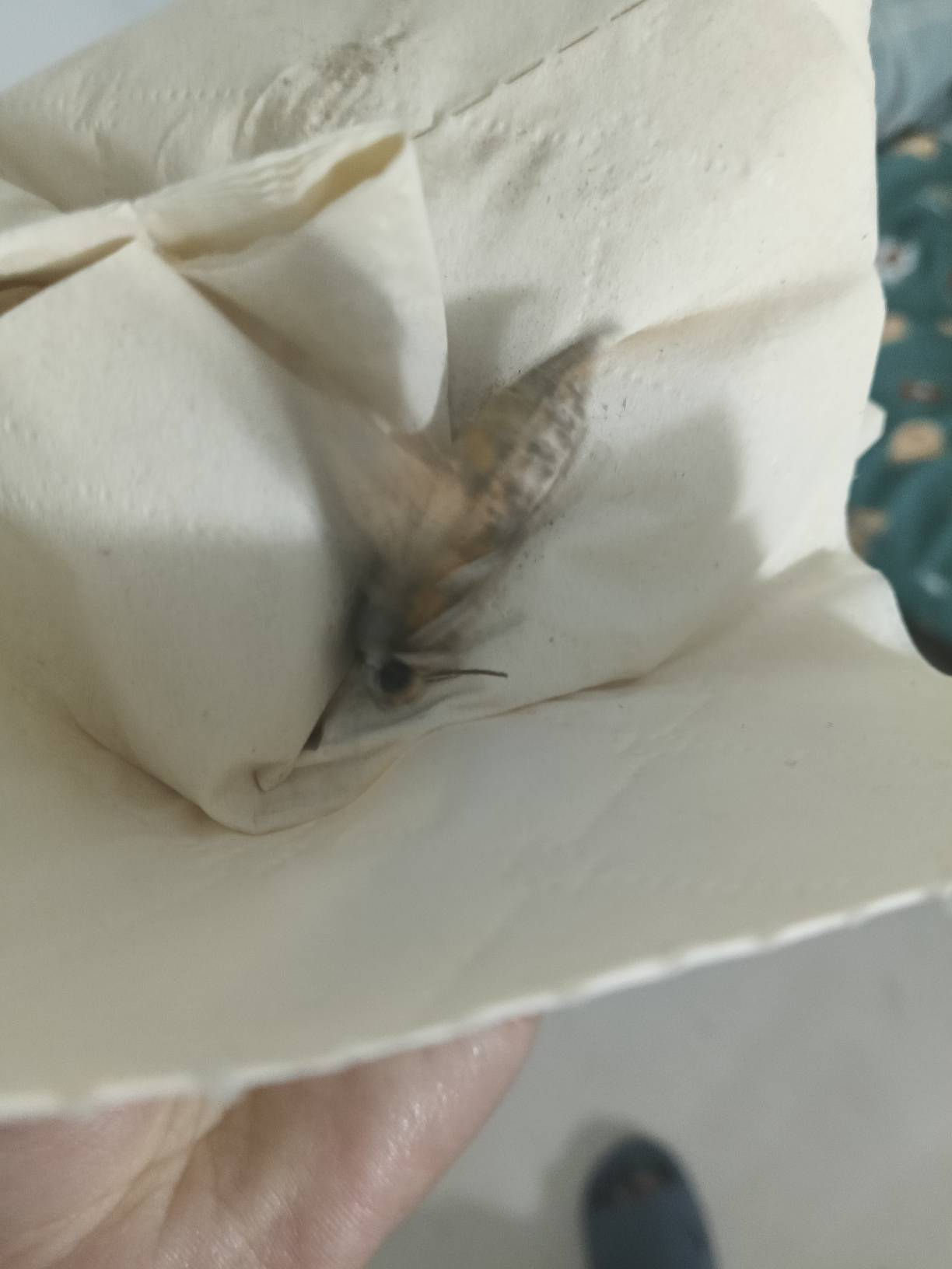 老哥们有知道这是啥玩意都吗，第一次见，鹅子不像鹅子

16 / 作者:人帅气质佳. / 