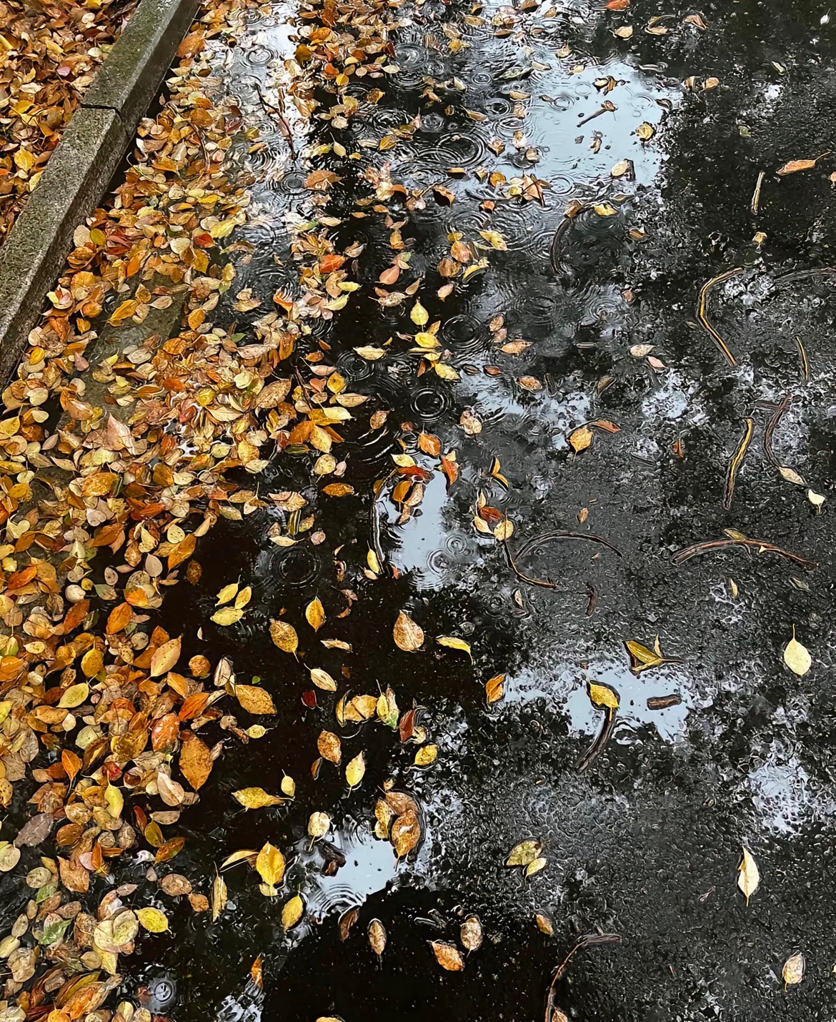 京东点了外卖，用的小蚕，返现后申请退款了，商家给我打电话没接，现在一直对话框骂我2 / 作者:刘浩存 / 