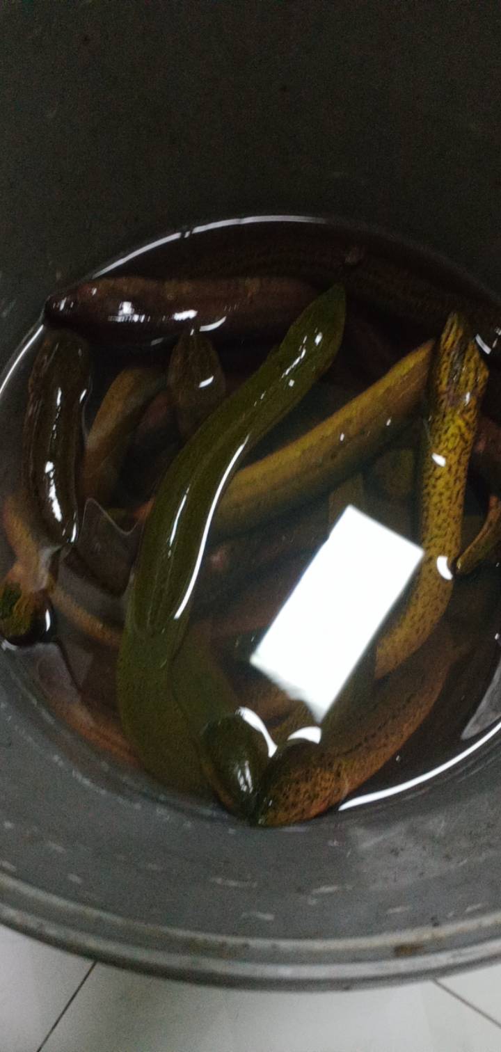 这玩意没有氧气泵，能养几天

93 / 作者:一站宜白路 / 