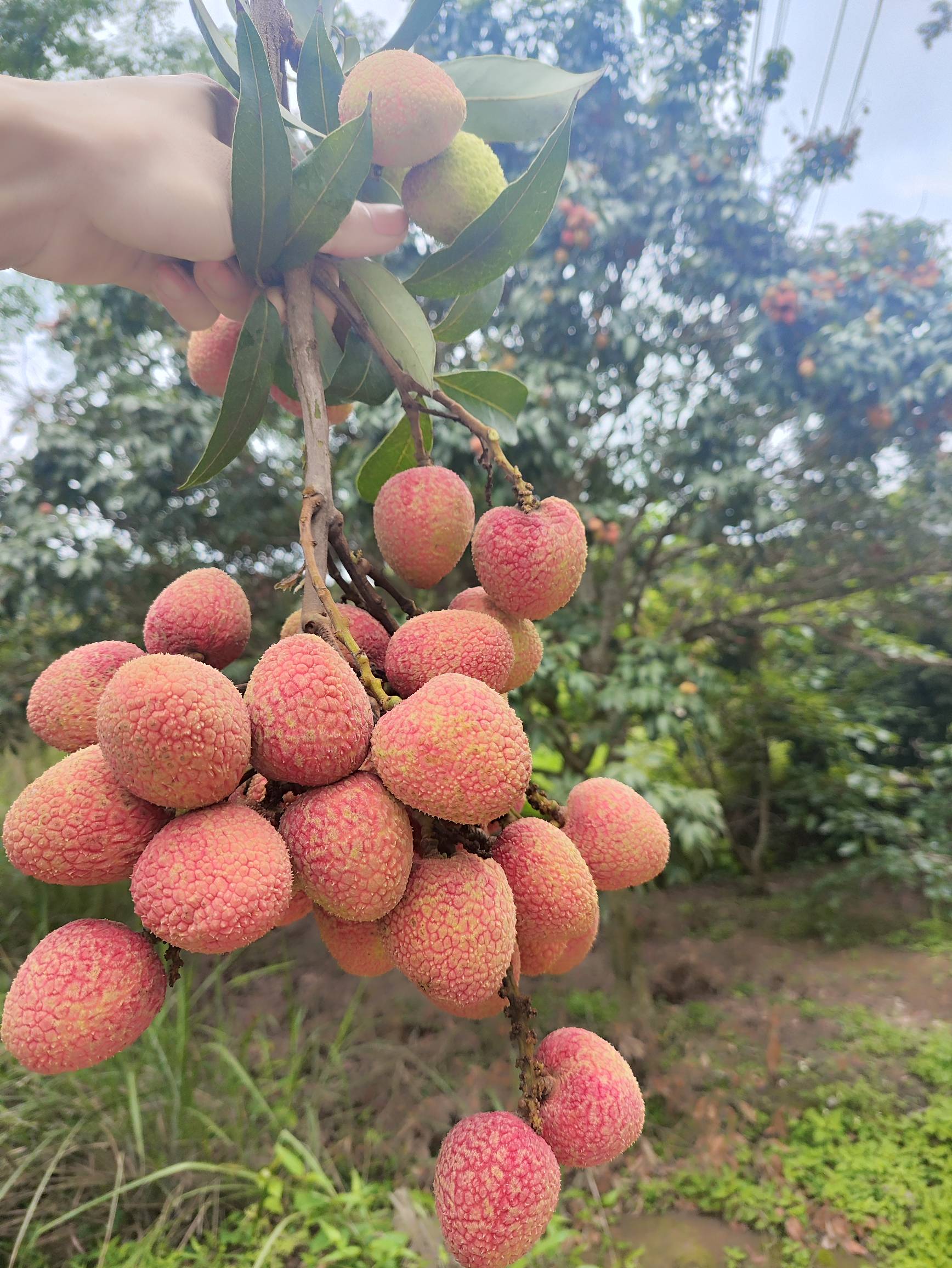 老哥们不会还买十几块的荔枝吃吧

15 / 作者:lu69 / 