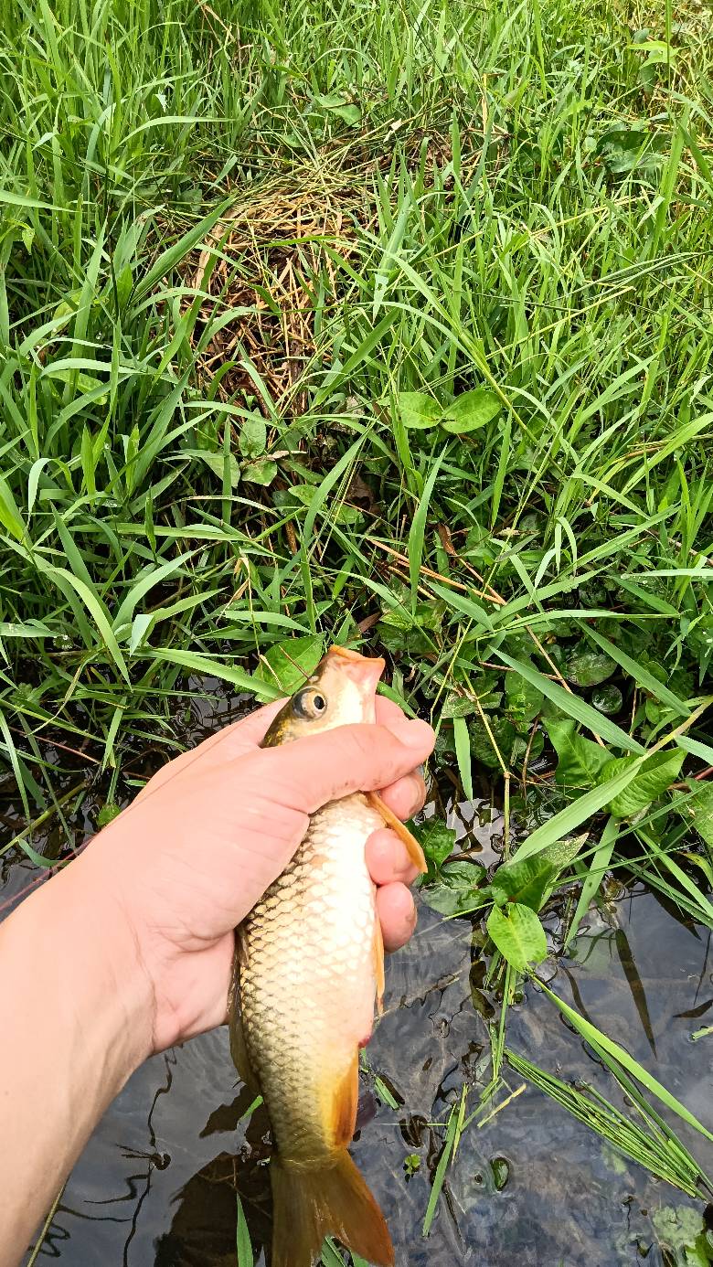 老铁们用什么饵料比较好钓鱼

39 / 作者:福建牛德华 / 