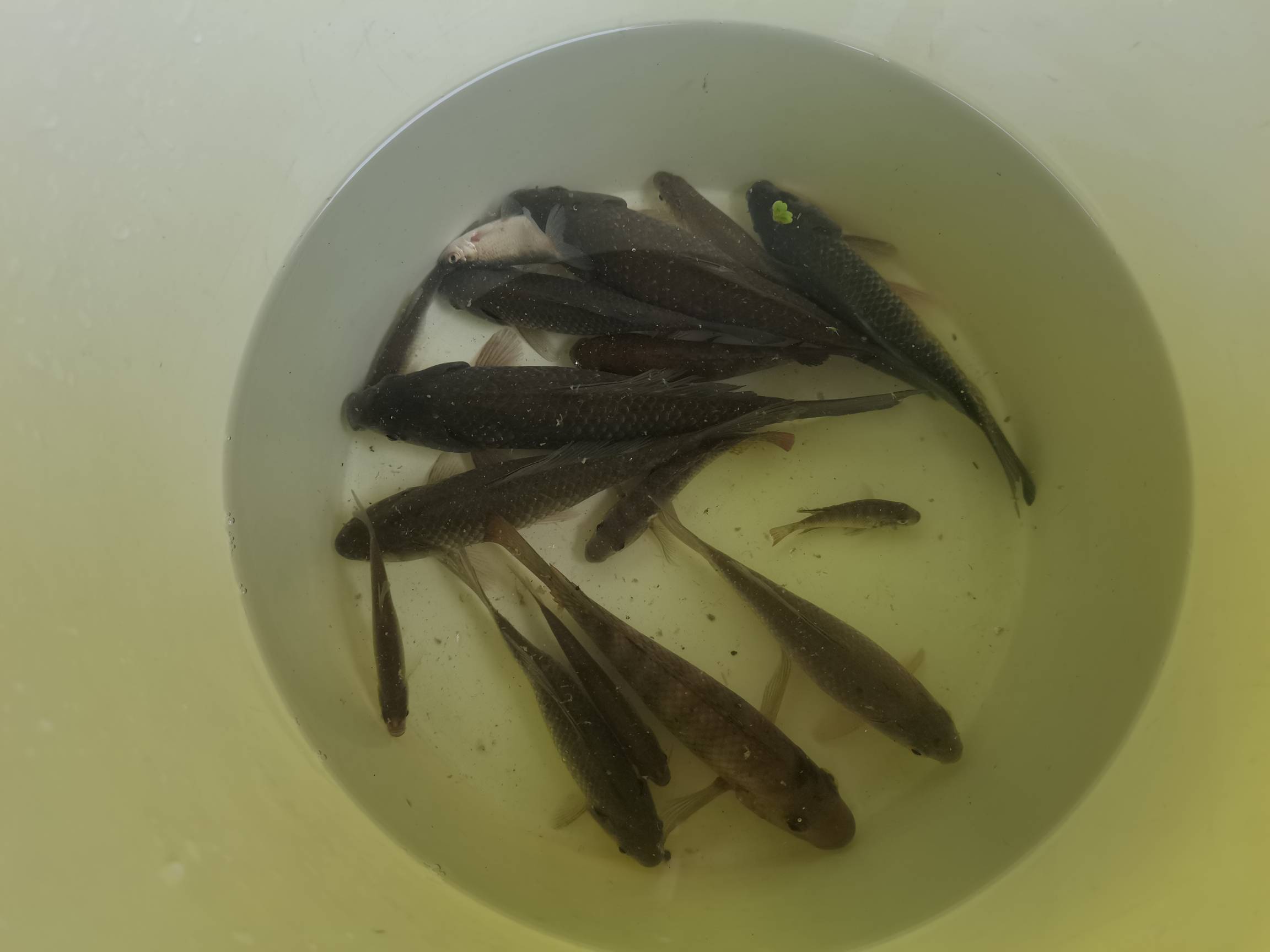 前几天钱能没结账的老哥，不好意思，绿泡泡被封了，老板跟我说已经给你结算了，在这里23 / 作者:迷路的陈小歪 / 