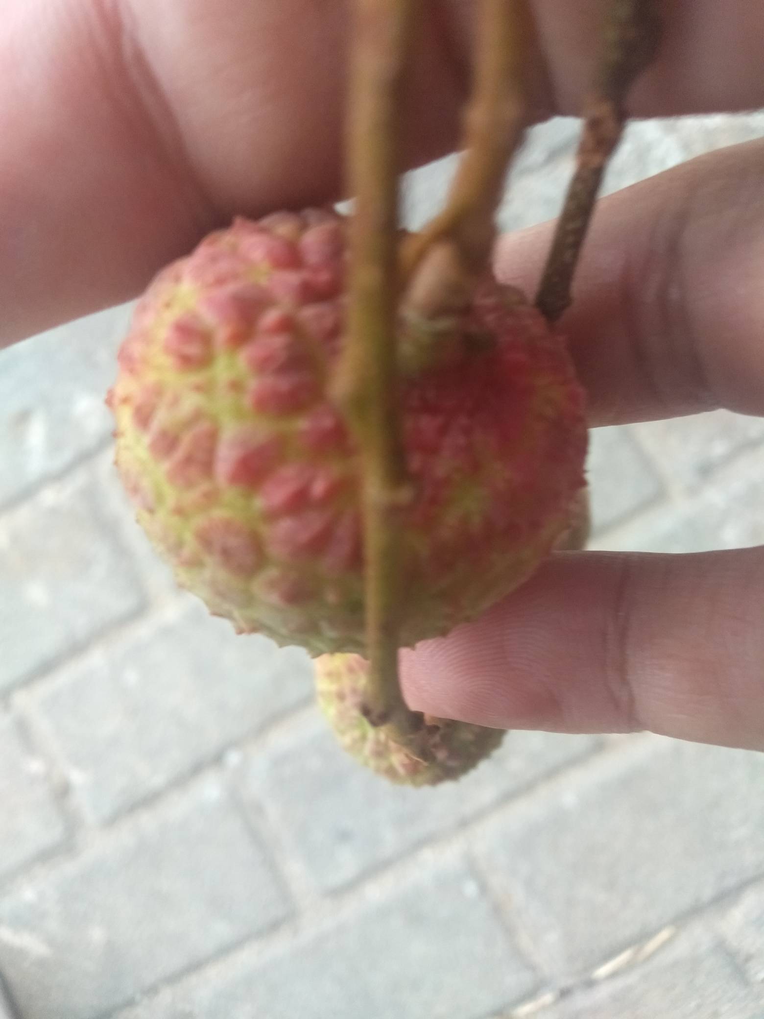 饿醒了，鲁毛又不会鲁了，是时候出门搞点荔枝垫肚子了

52 / 作者:尛•牛•氓 / 