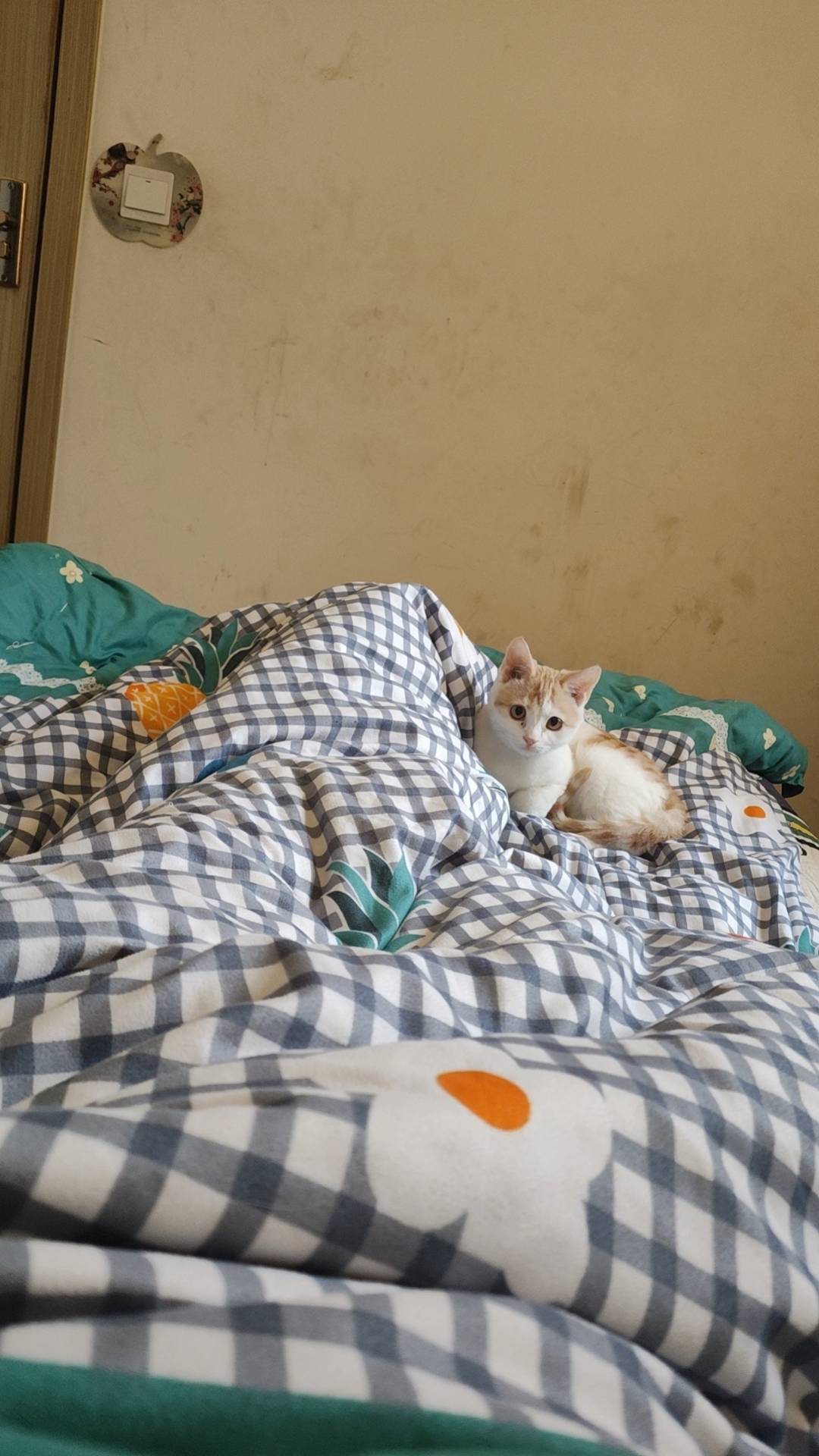 看着小猫长这么大…感触极深啊


37 / 作者:吴小鸡 / 