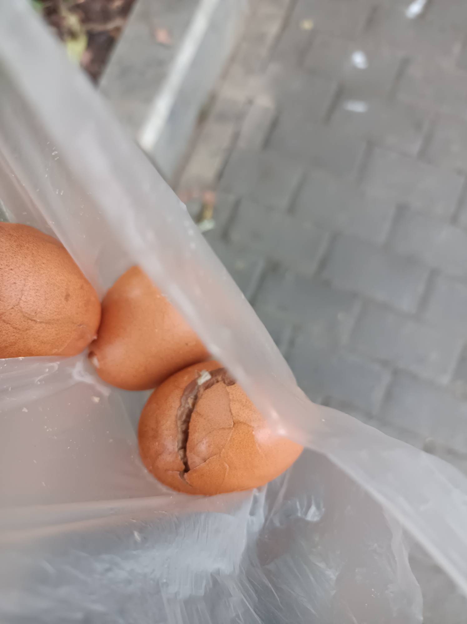 汪吧蛋 坚商啊！赶着坐公交车 买了几个白鸡蛋 我说要白鸡蛋非要给我弄茶叶蛋 买了就赶77 / 作者:肥美的烧鸭 / 