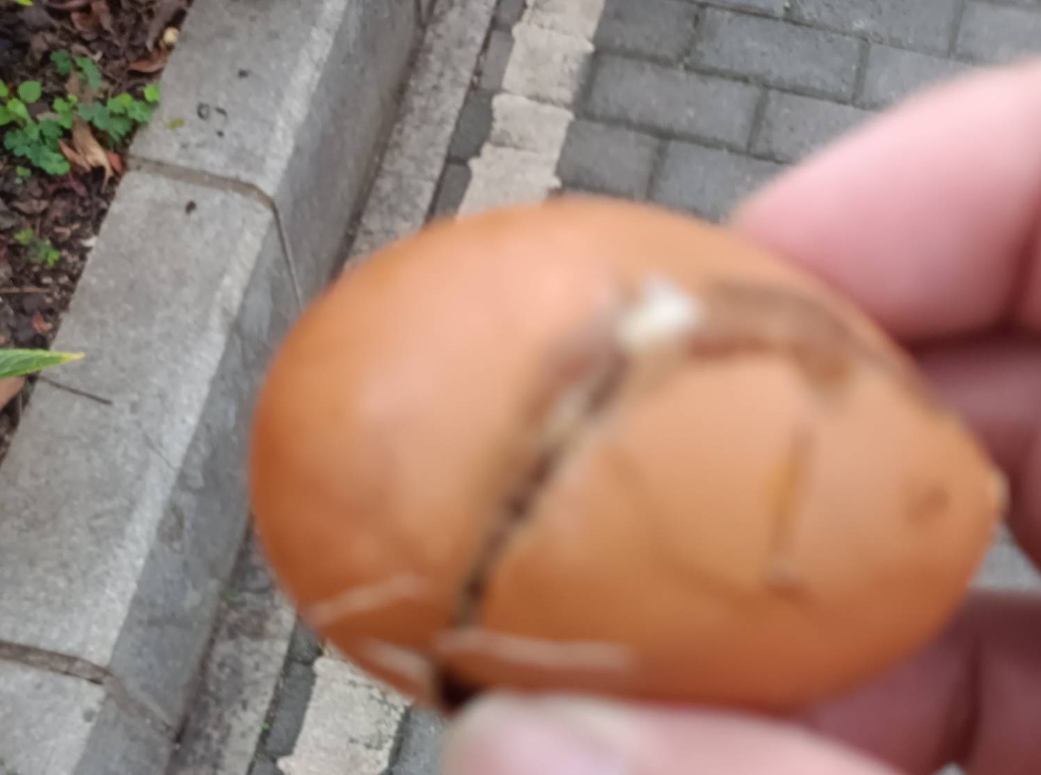汪吧蛋 坚商啊！赶着坐公交车 买了几个白鸡蛋 我说要白鸡蛋非要给我弄茶叶蛋 买了就赶43 / 作者:肥美的烧鸭 / 