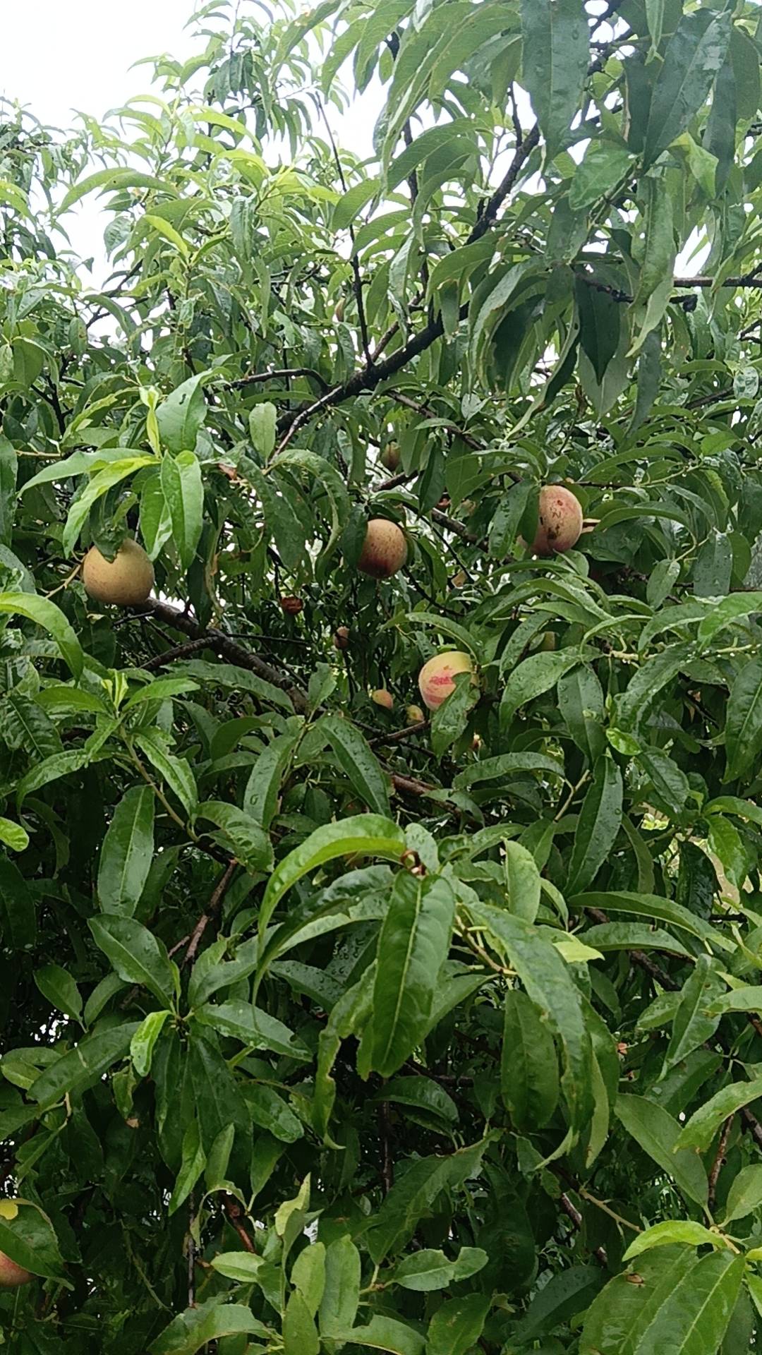 自给自足



2 / 作者:帅的冒泡！！！ / 