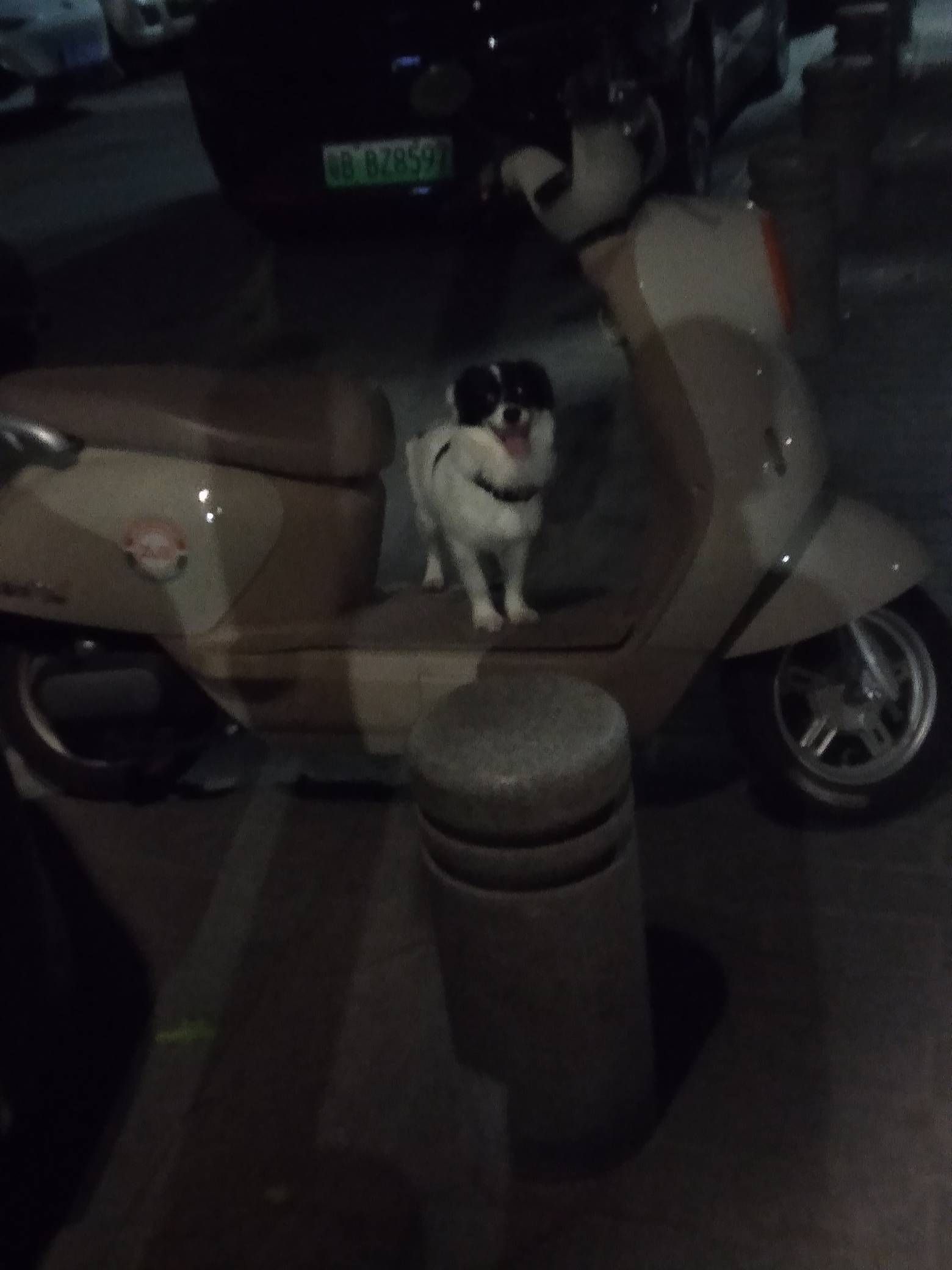 这狗养的是真可以，半夜看他在外面这里，特意去买条火腿，遛都遛不动，


43 / 作者:尛•牛•氓 / 