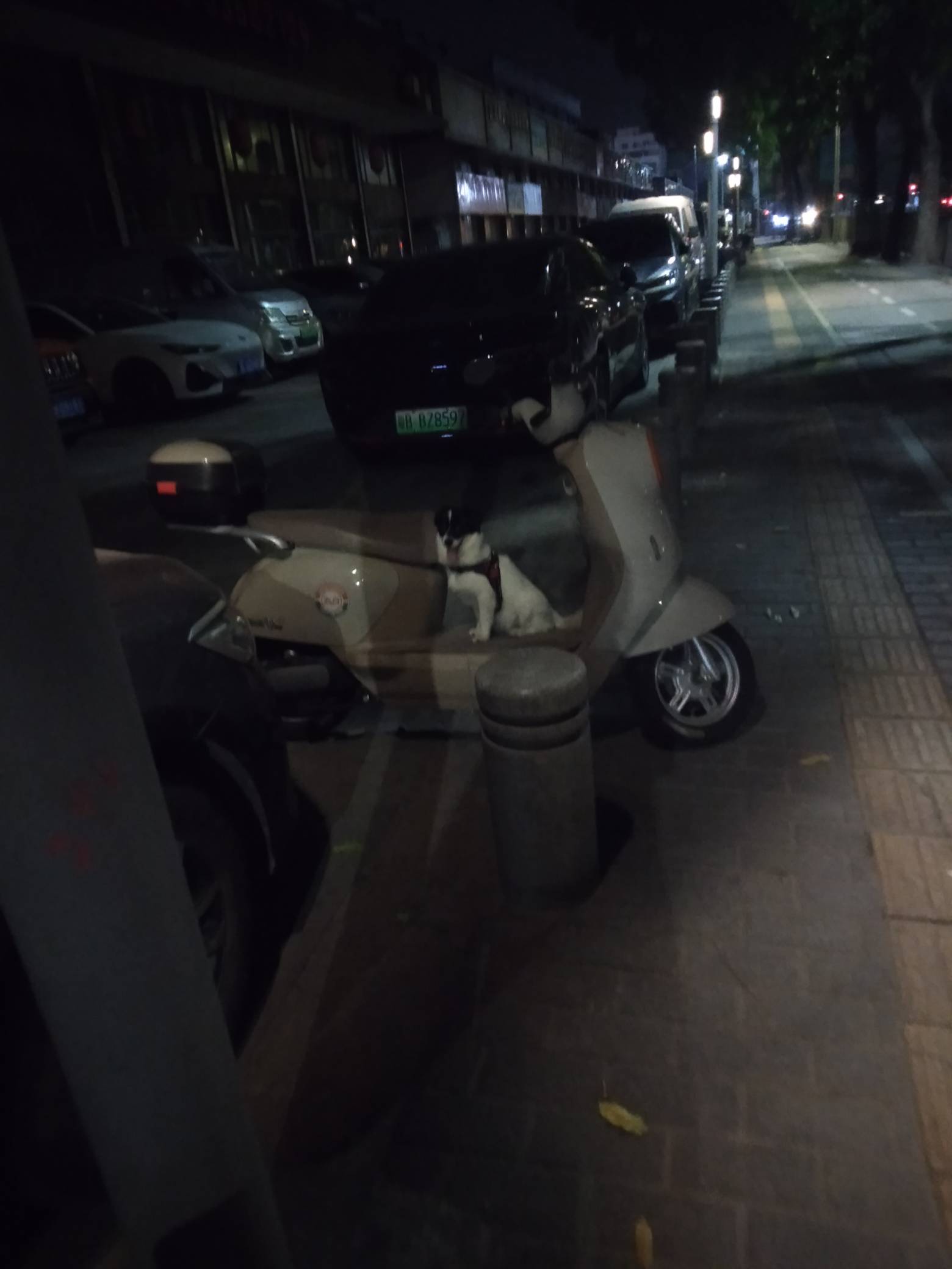 这狗养的是真可以，半夜看他在外面这里，特意去买条火腿，遛都遛不动，


62 / 作者:尛•牛•氓 / 