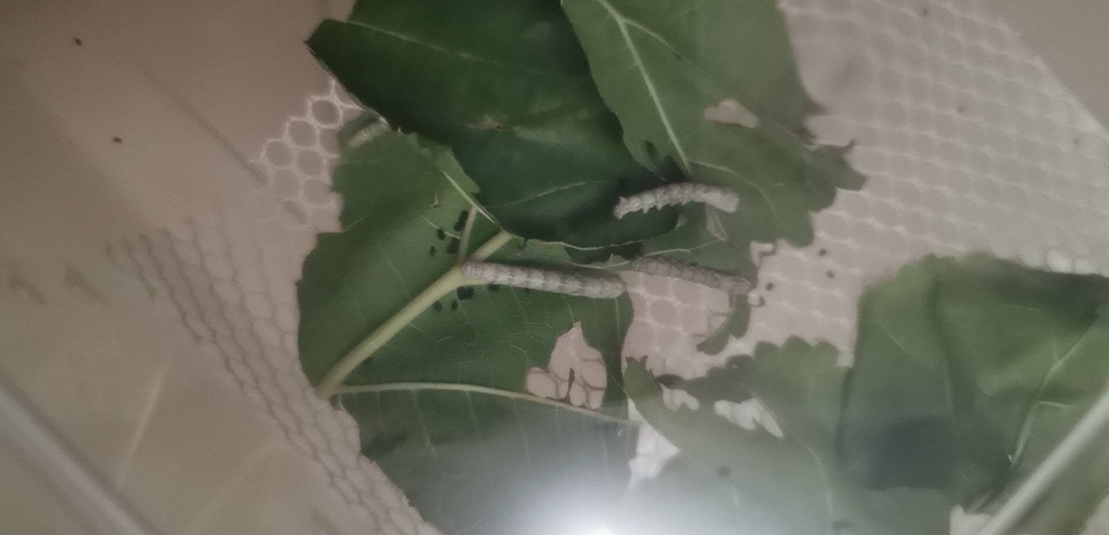 蚕宝宝也要睡觉吗？下午收到还吃的嘎嘎香，刚看了都不动一下睡觉了？

29 / 作者:卡卡卡卡夫 / 