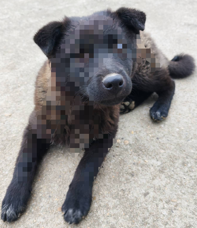 有没有广西老表 我想搞只五黑犬 预算300左右

29 / 作者:一梦方日出 / 