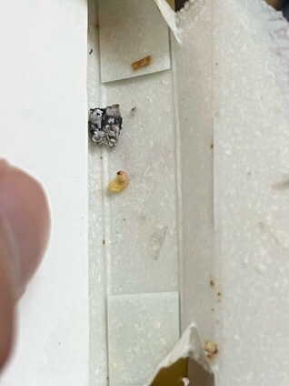 买烟抽到虫子可以要求退款吗，烟头有被虫蛀的洞

14 / 作者:刘阳112 / 