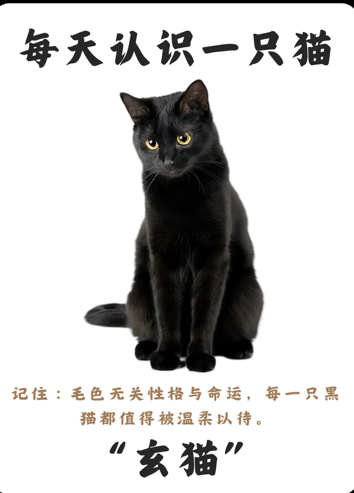 贝壳到底给不给啊，不给只能黑猫见了

7 / 作者:美依礼芽 / 