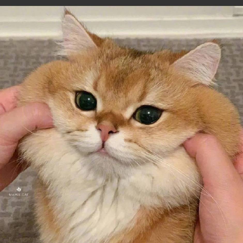 光大的老哥们真的猛，刚去吃华莱士店员告诉我几百分0元华莱士外卖，让我明天来吃今天72 / 作者:卡农第三帅 / 