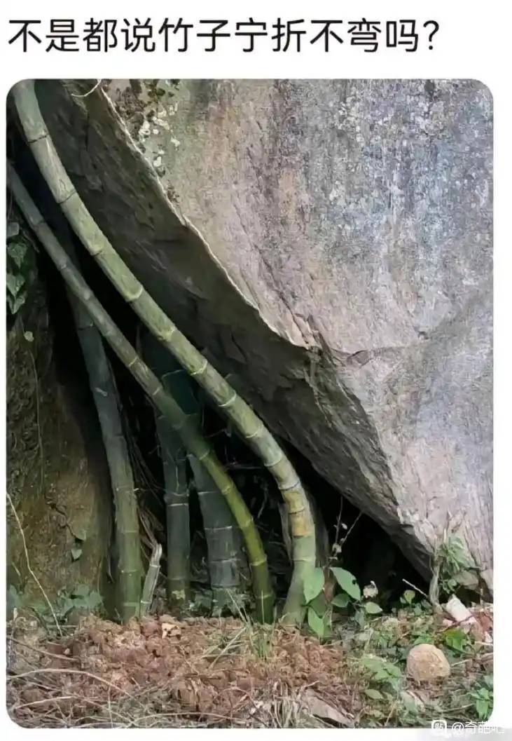 不是都说竹子宁折不弯吗？

19 / 作者:天空的时候给我 / 