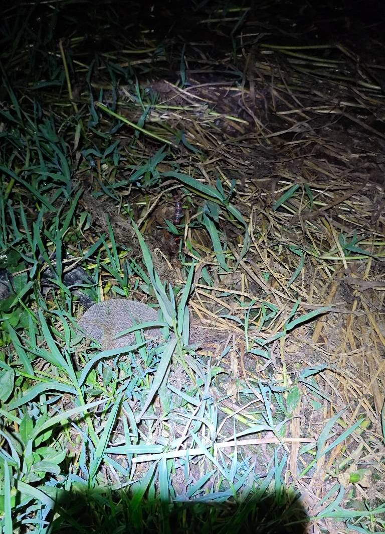 老哥们这是什么蛇啊，晚上10点多我一开灯看到它朝我爬过来了，立马鱼竿都没收就跑了

95 / 作者:菊花园的饮料 / 